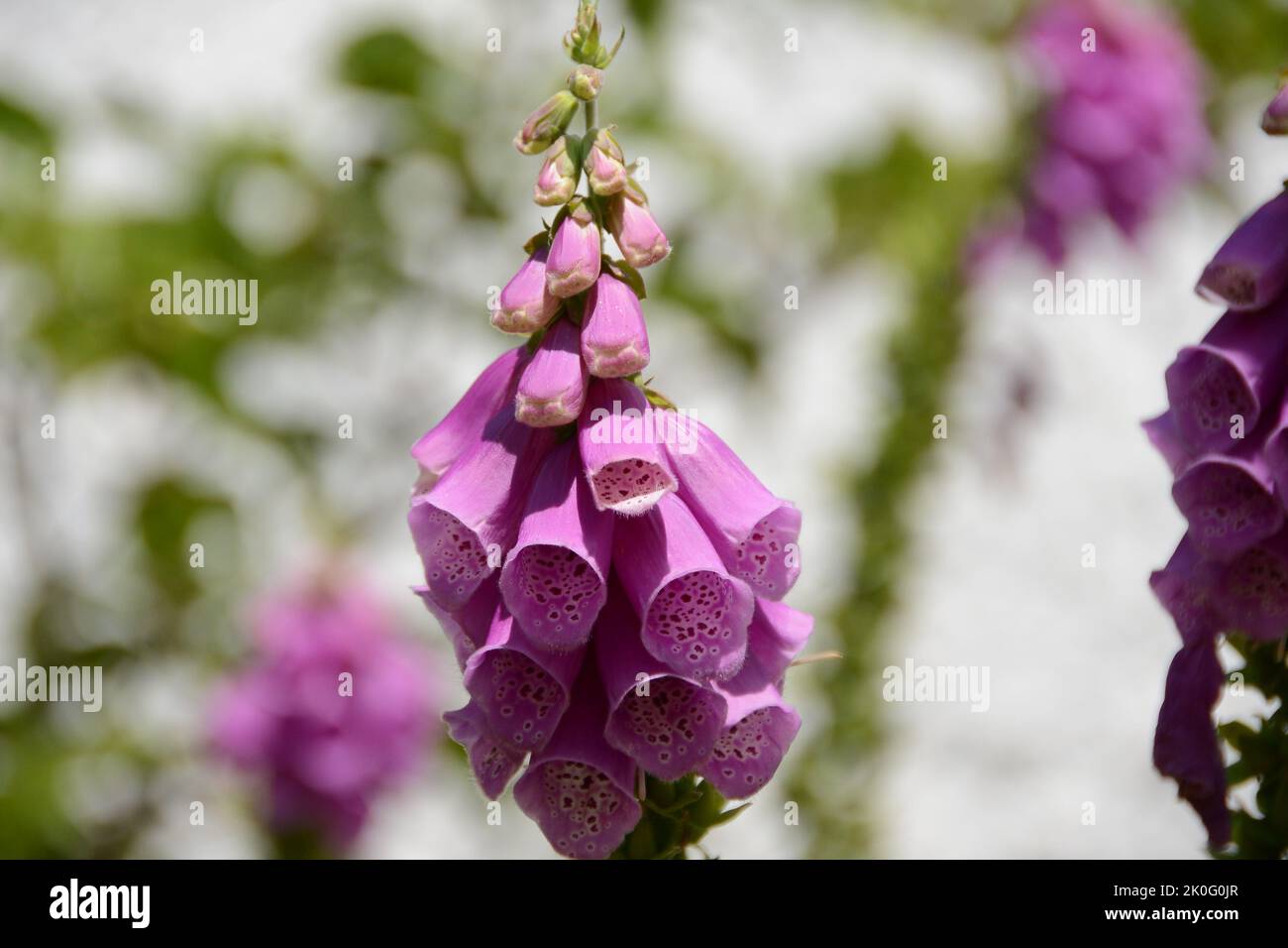 Fingerhut-Digitalis purpurea-Blume-Violet Stock Photo