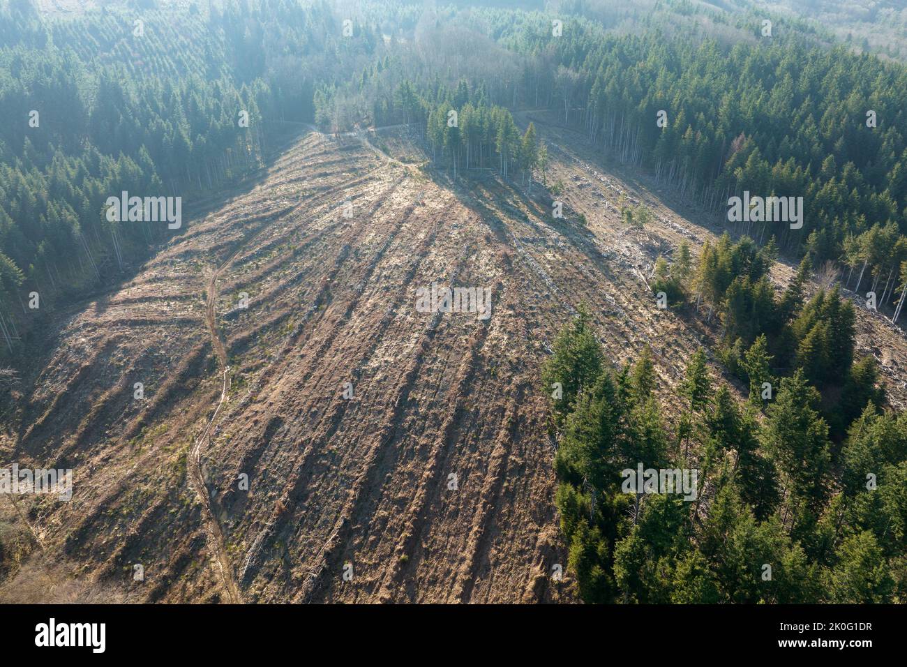 Aerial view of pine forest with large area of cut down trees as result