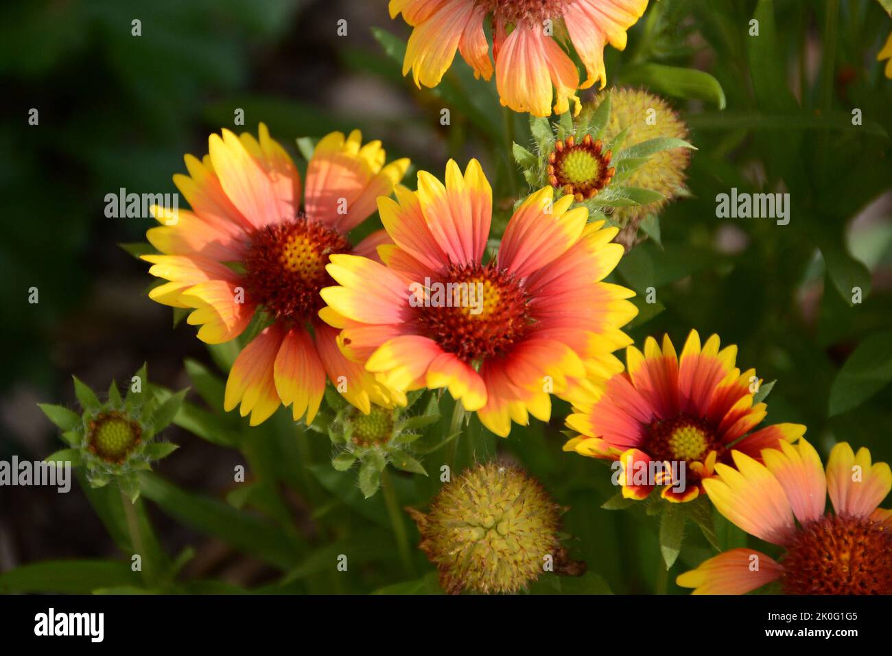 Großblumige Kokardenblume 'Kobold', Gaillardia x grandiflora, Blume, Gelb, Rot Stock Photo