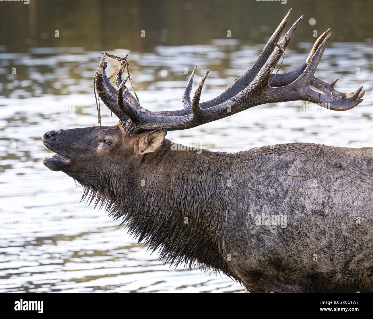 Bull elk (cervus canadensis nelsoni) bugling during the fall rut