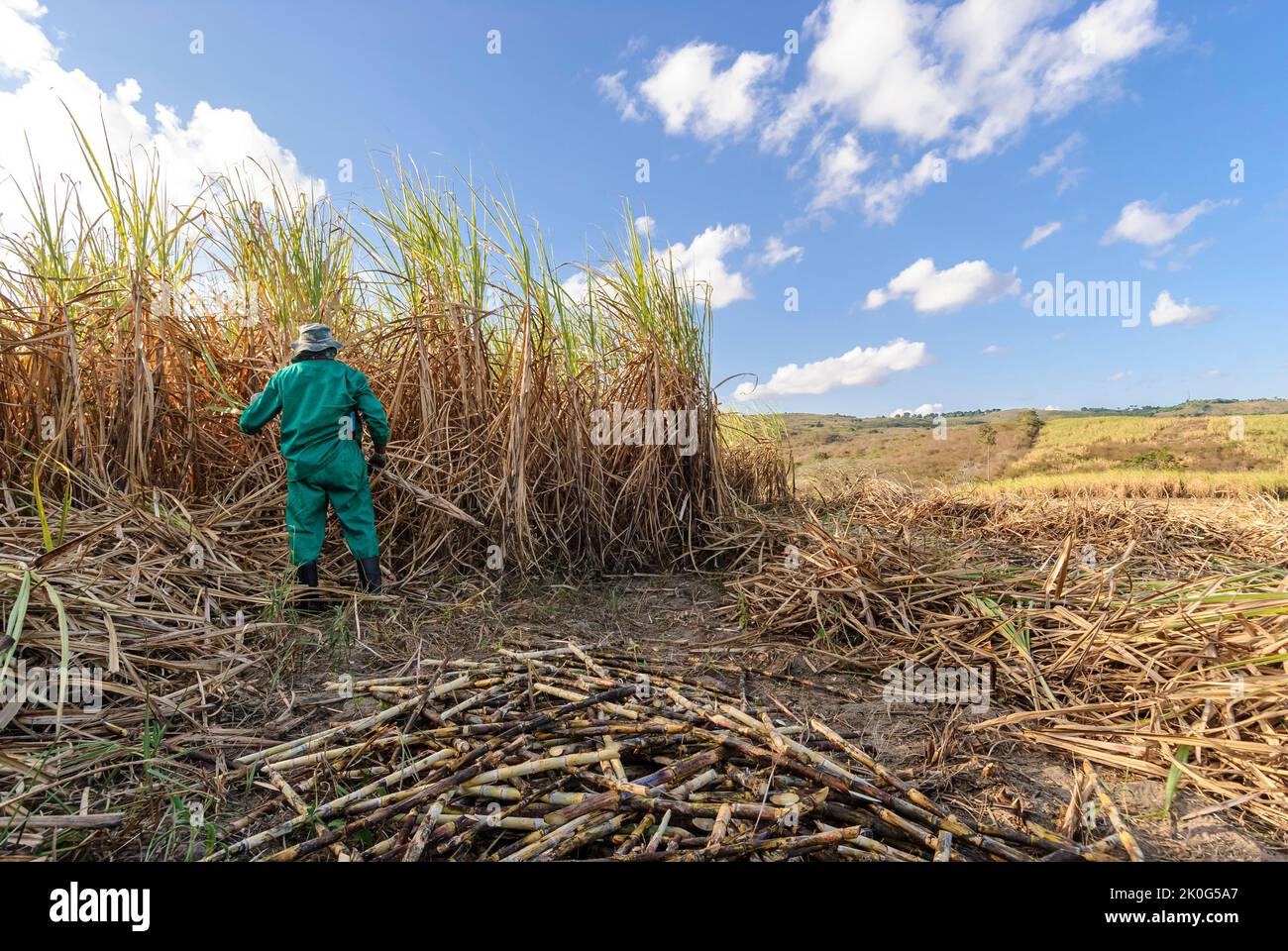 Sugar cane. Workers harvesting organic sugar cane by hand in Duas