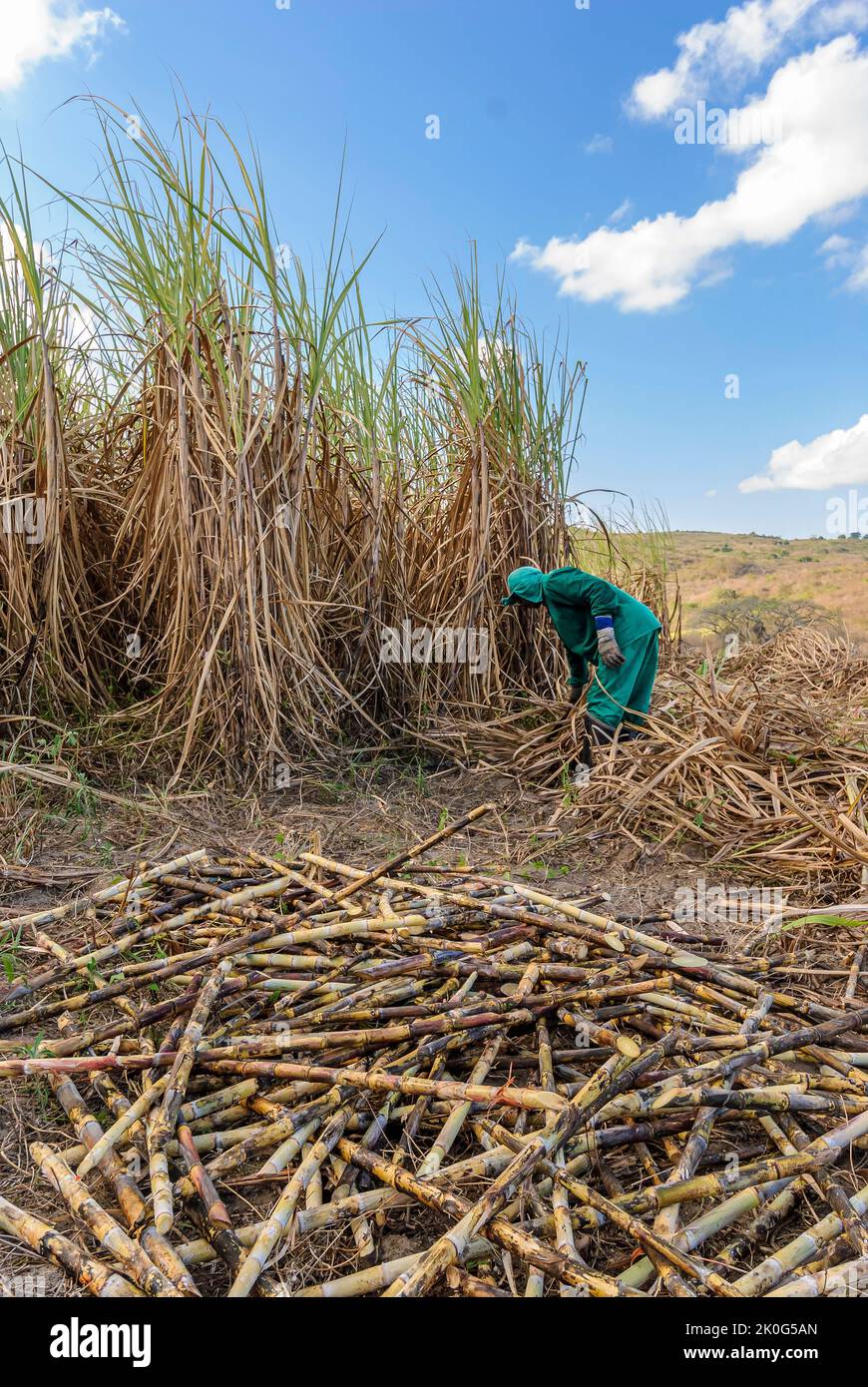 Sugar cane. Workers harvesting organic sugar cane by hand in Duas