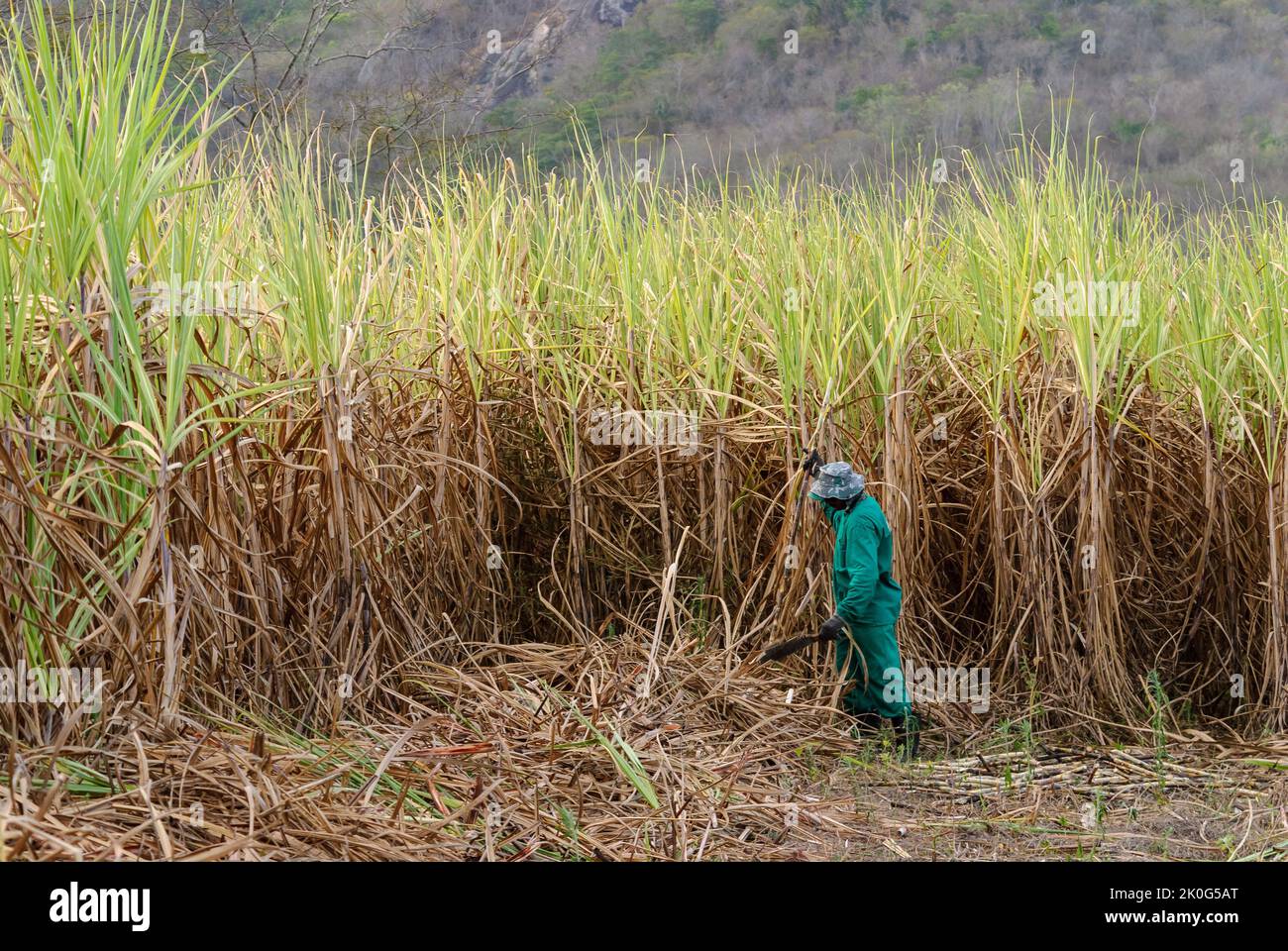 Sugar cane. Workers harvesting organic sugar cane by hand in Duas