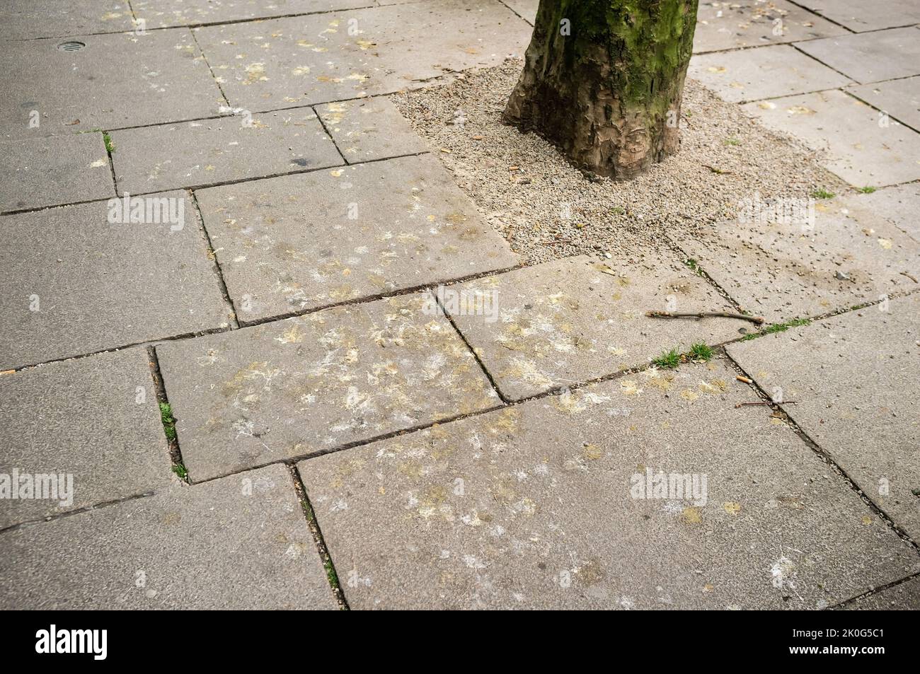 city pavement with bird droppings from seagulls Stock Photo