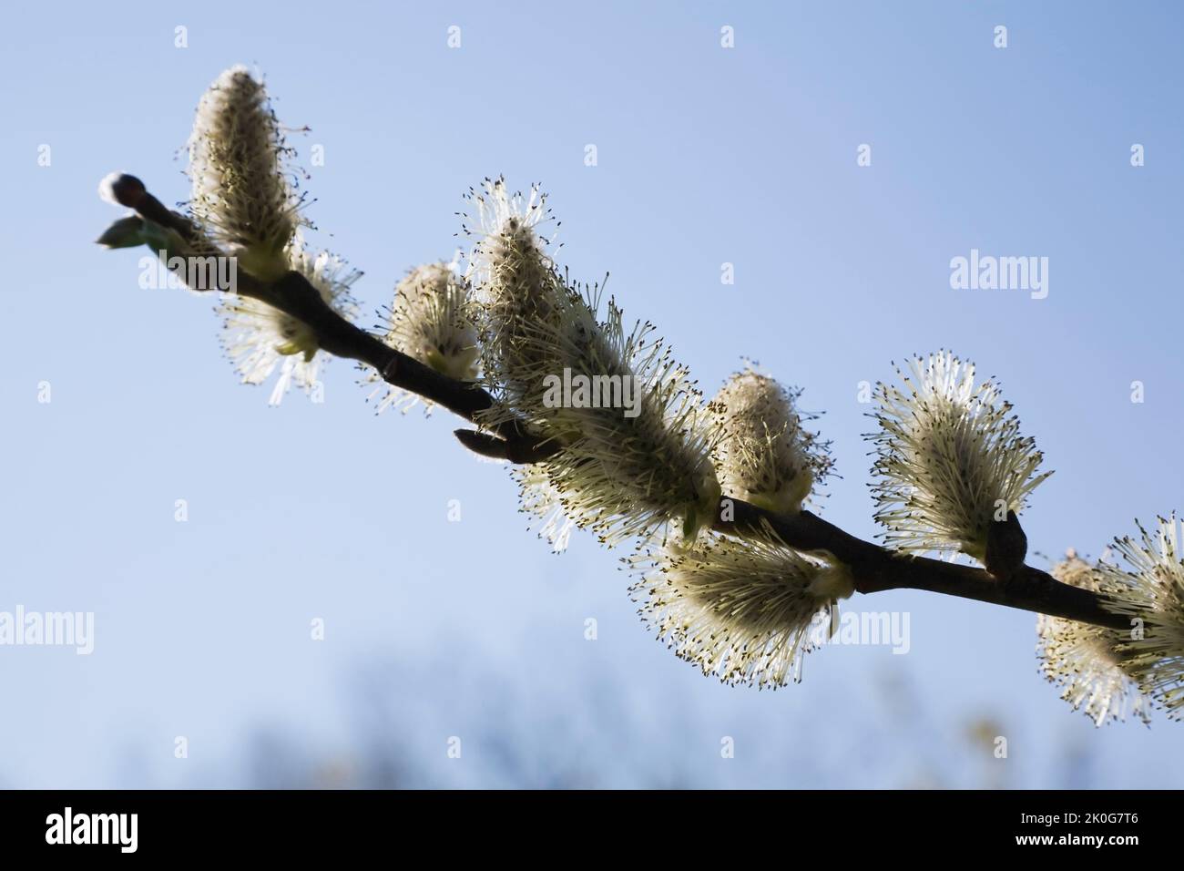 Close-up of Salix - Smith Willow tree flower blossoms in spring. Stock Photo