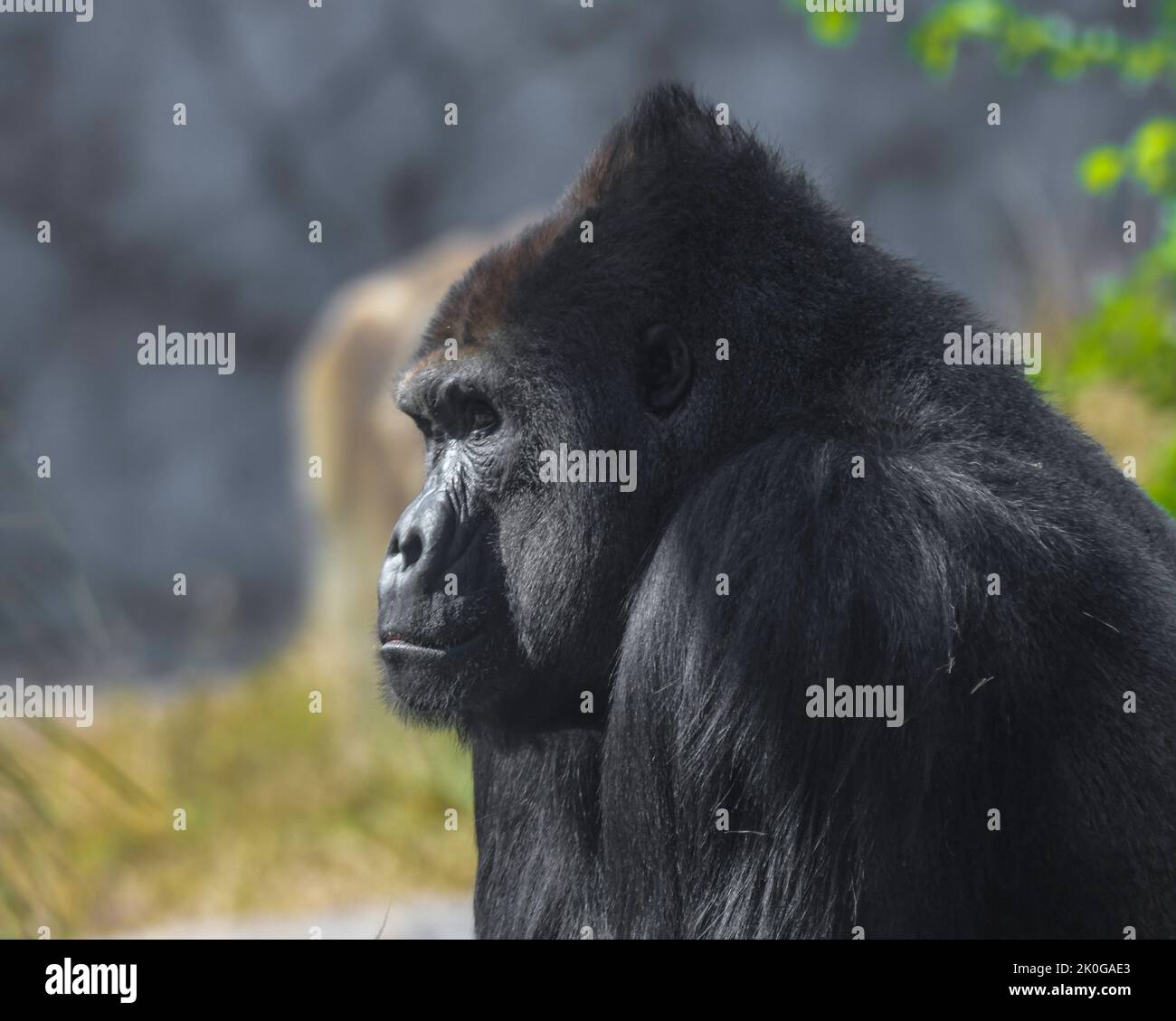 Silverback gorillas gabon hi-res stock photography and images - Alamy