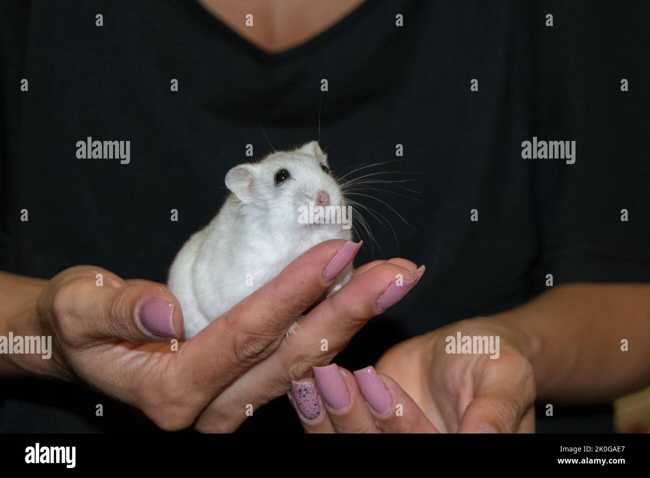 Little white Russian hamster handled by women. Women hands and nails. Pet business. Small domestic animals. Stock Photo
