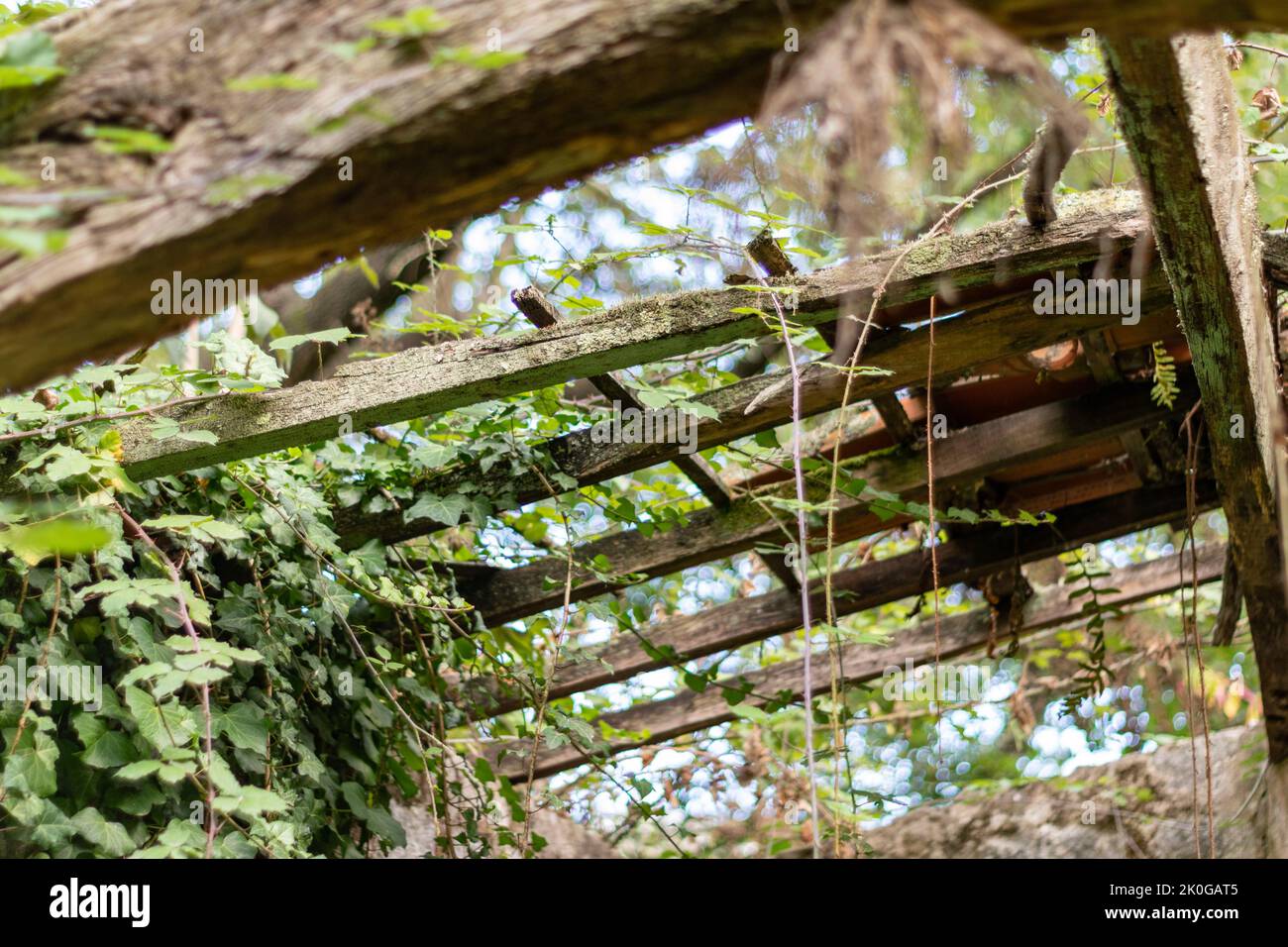 Old roof wood structure from old timers, ancestor remains. Houses taken by forests. Roof falling, old architecture. Abandoned houses. Stock Photo