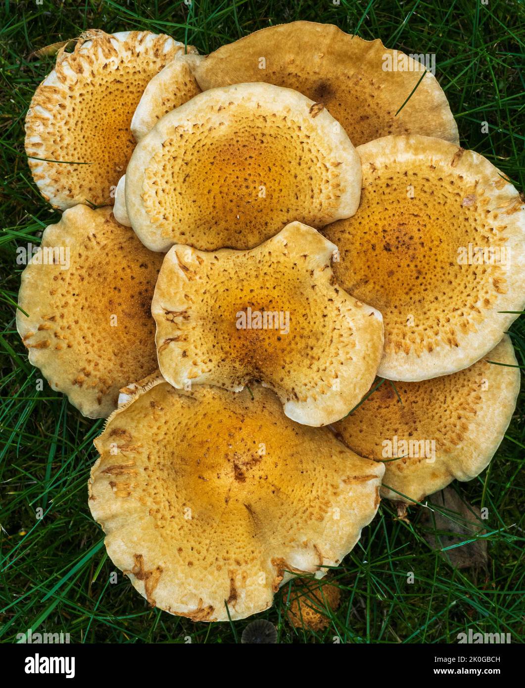 Shaggy Scalycap Mushroom in Alaska Stock Photo