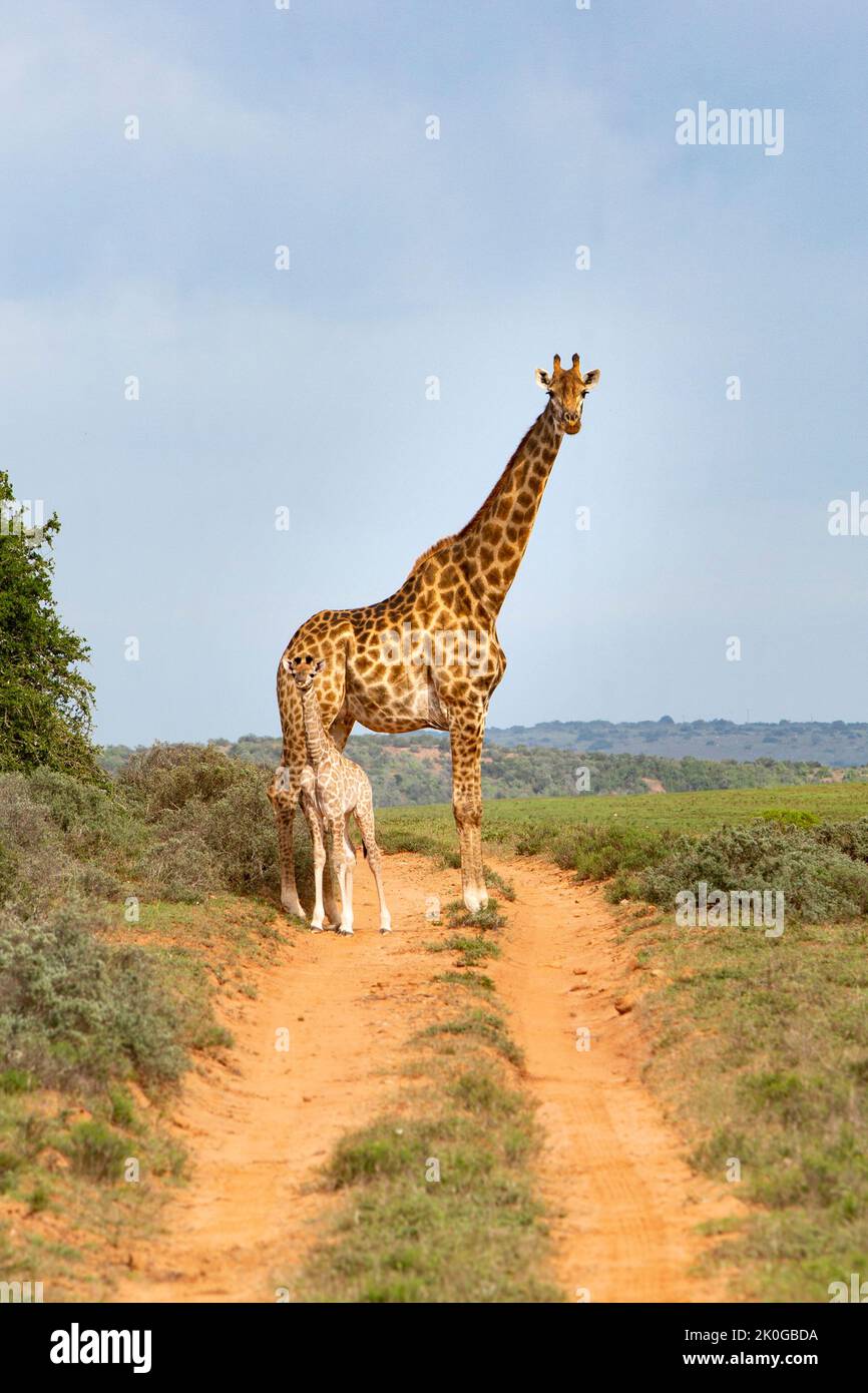 Wild mother and newborn baby giraffe calf in South Africa Stock Photo