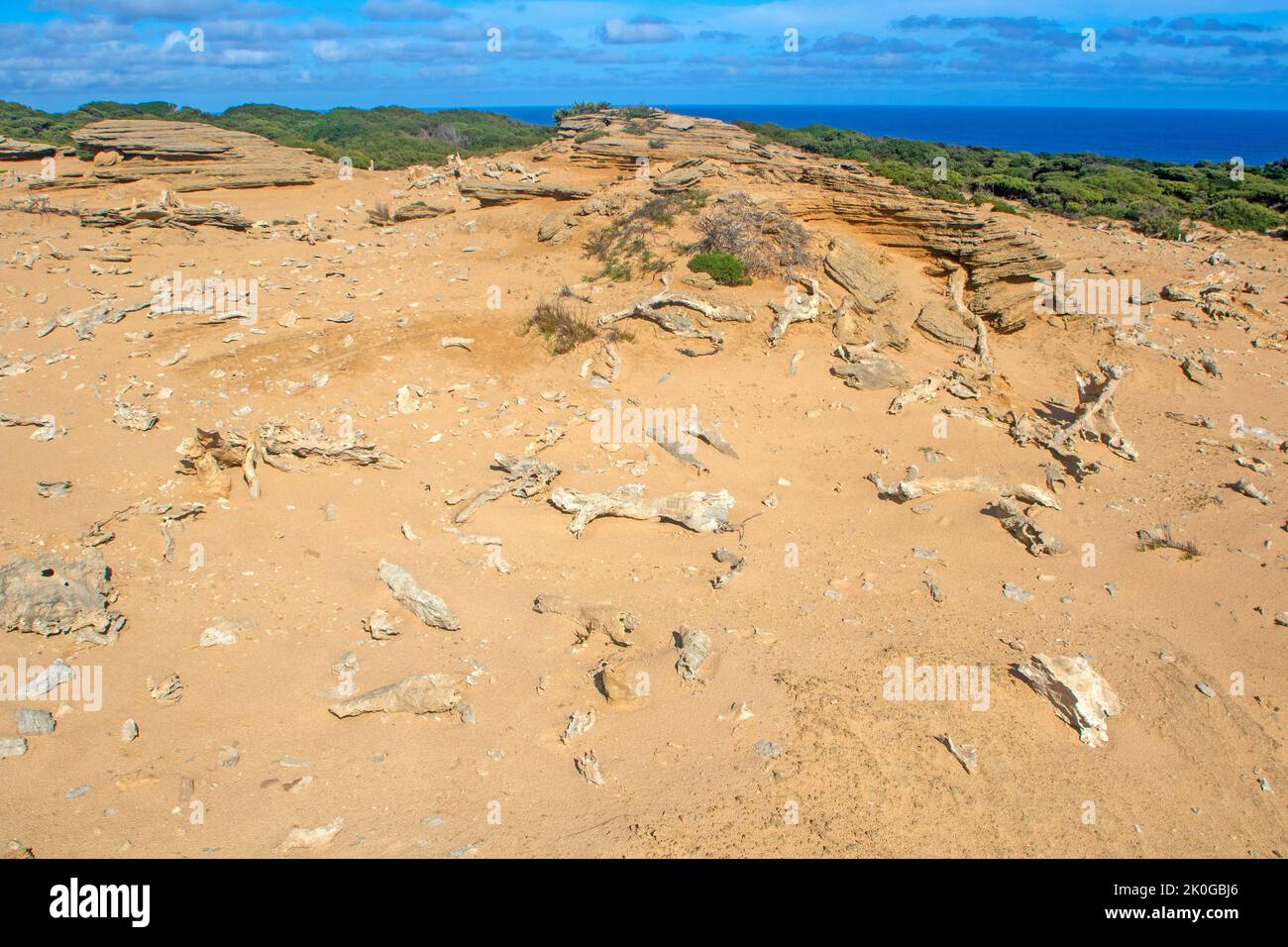 Calcified Forest, King Island Stock Photo