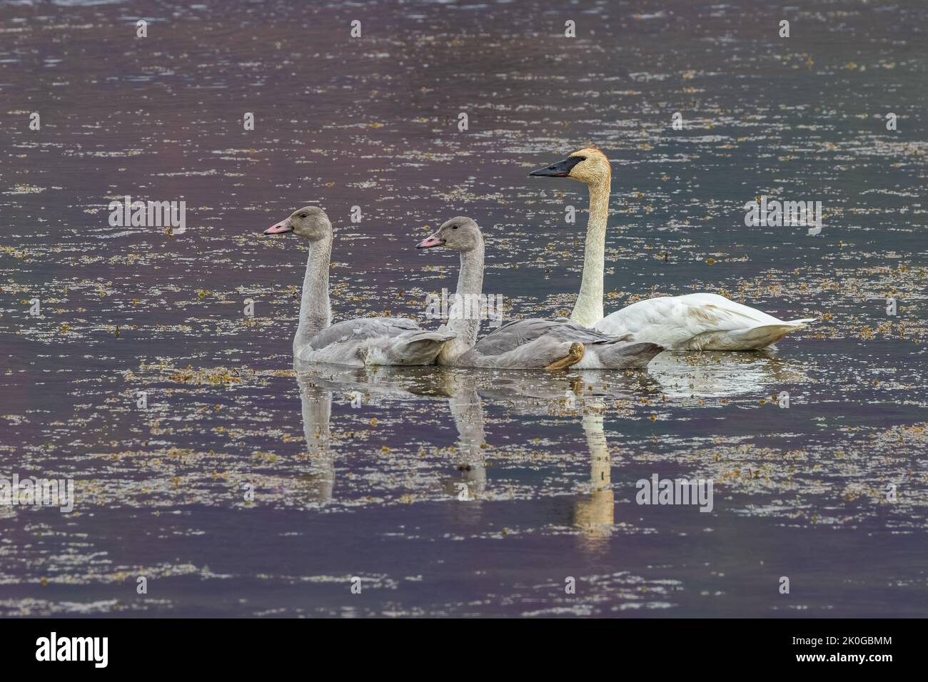 Trumpeter Swan Adult with Cygnets in Alaska Stock Photo