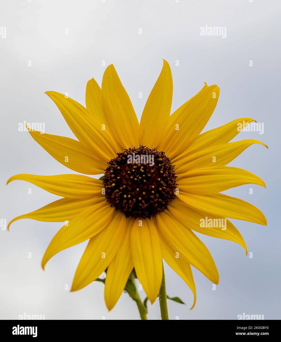 Yellow flowering racemose radiate head inflorescence of a wild sunflower, Helianthus Annuus, Asteraceae, native annual herb in Colorado Stock Photo