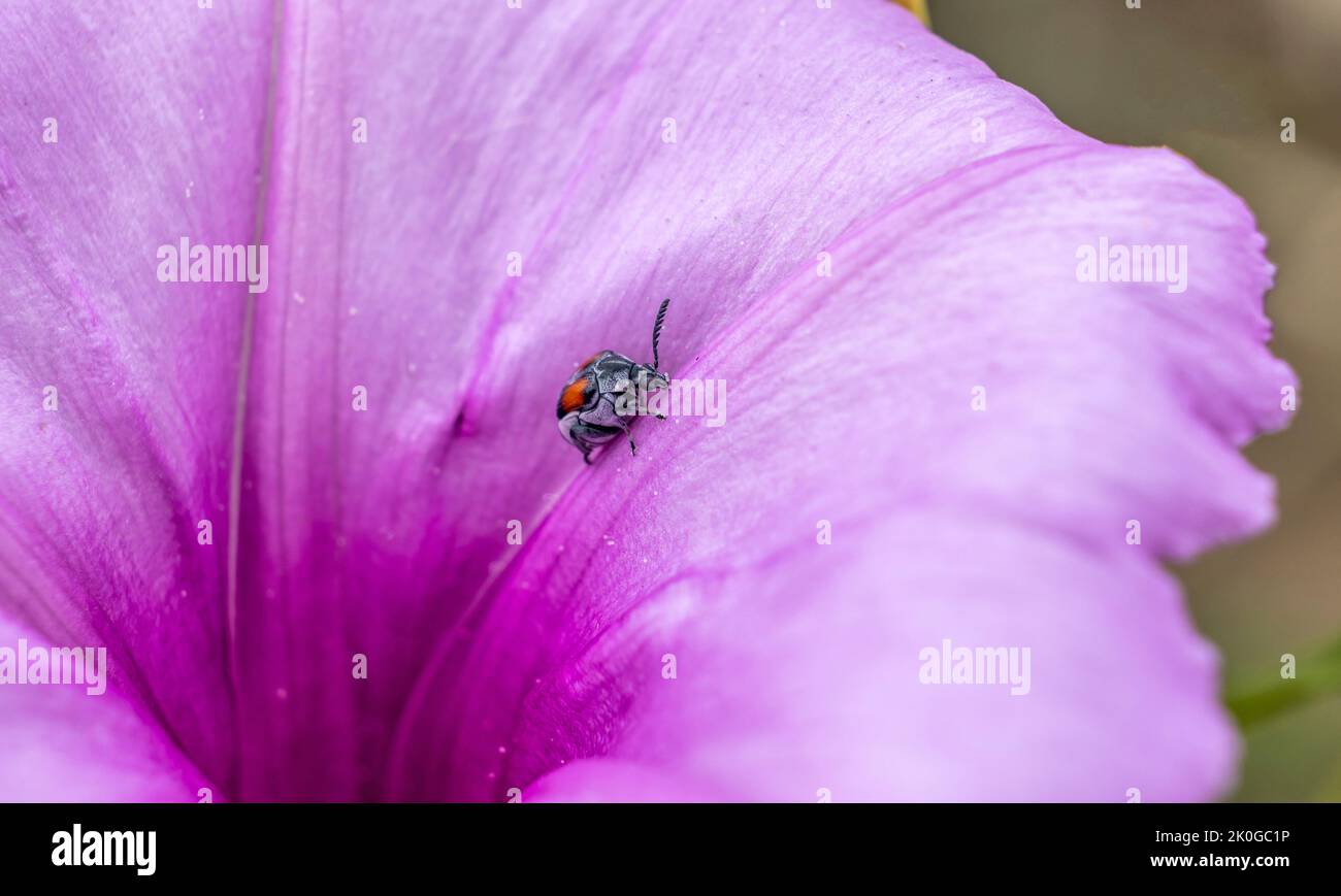 A macro photograph of a tiny little insect as it stands on a large petal of a wild petunia Stock Photo