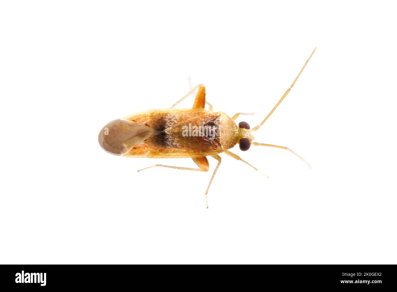 Plant Bug (Parthenicus juniperi) isolated on white background. Stock Photo