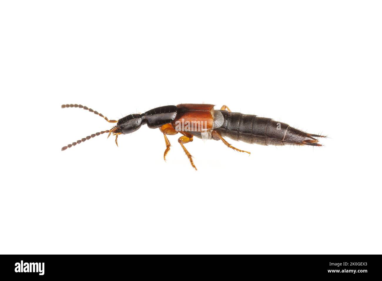 Rove Beetle (Philonthus rufulus) - Male isolated on white background. Stock Photo