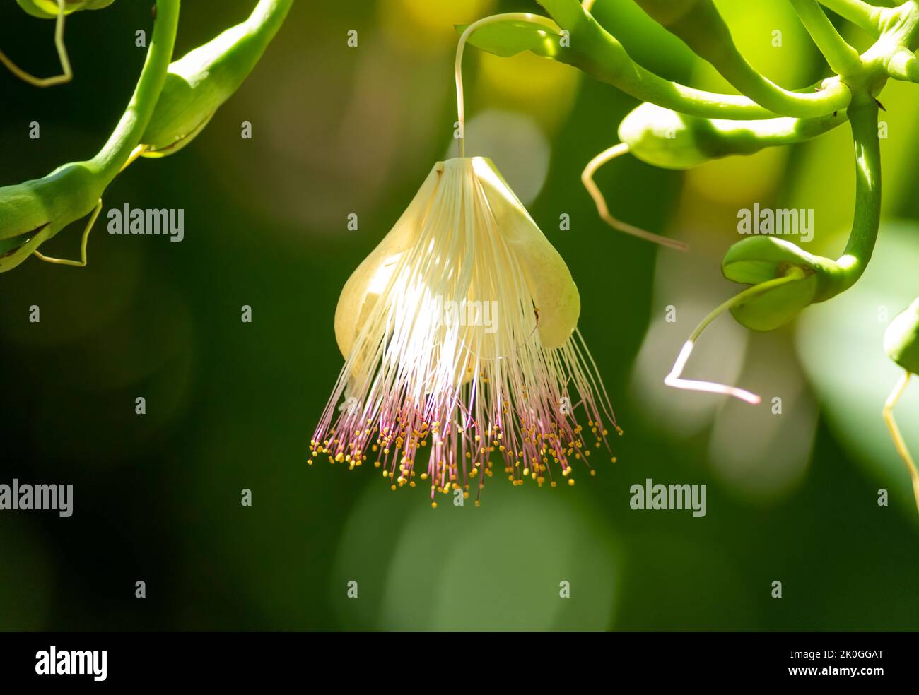 A sea poison tree (barringtonia asiatica) flower hangs in the morning sunlight at a botanical