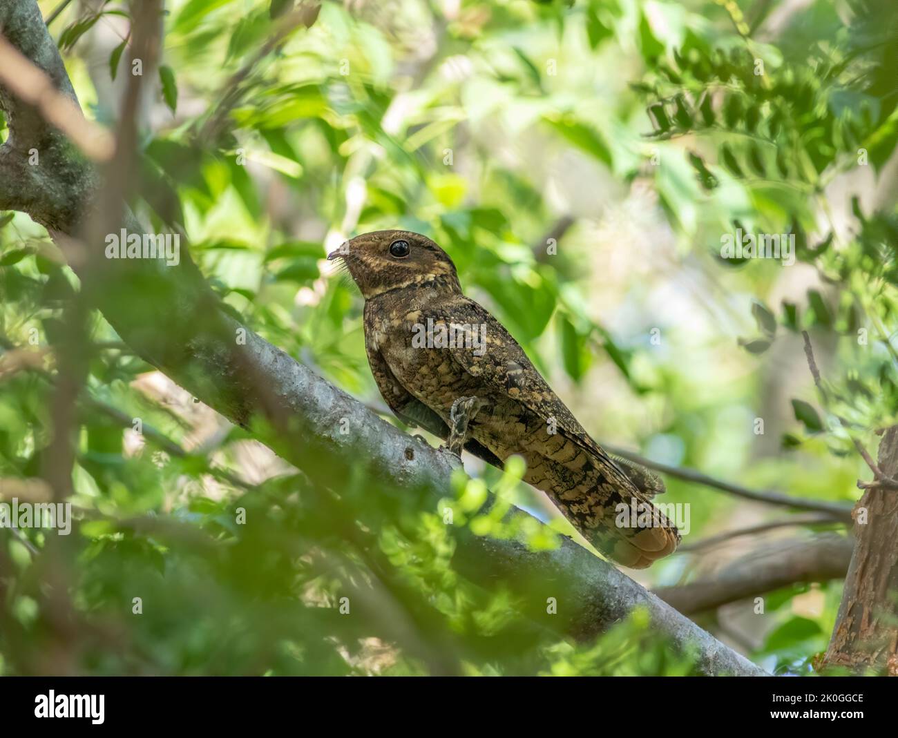 An elusive chuck-wills widow perched in the canopy on a tree limb during the morning hours. Stock Photo