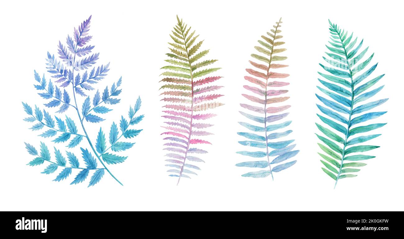 Hand drawn fern leaves isolated on white background. Detailed watercolor botanical illustration. Stock Photo