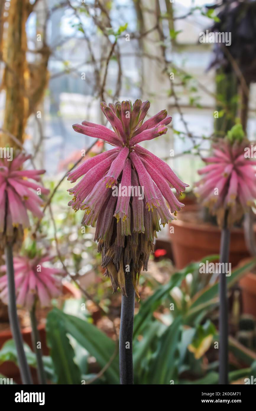 Beautiful rare pink tropical flower in greenhouse with blurred bokeh background - Tubular  pink Lily of the Veldt vallelonga or Veltheimia bracteata Stock Photo
