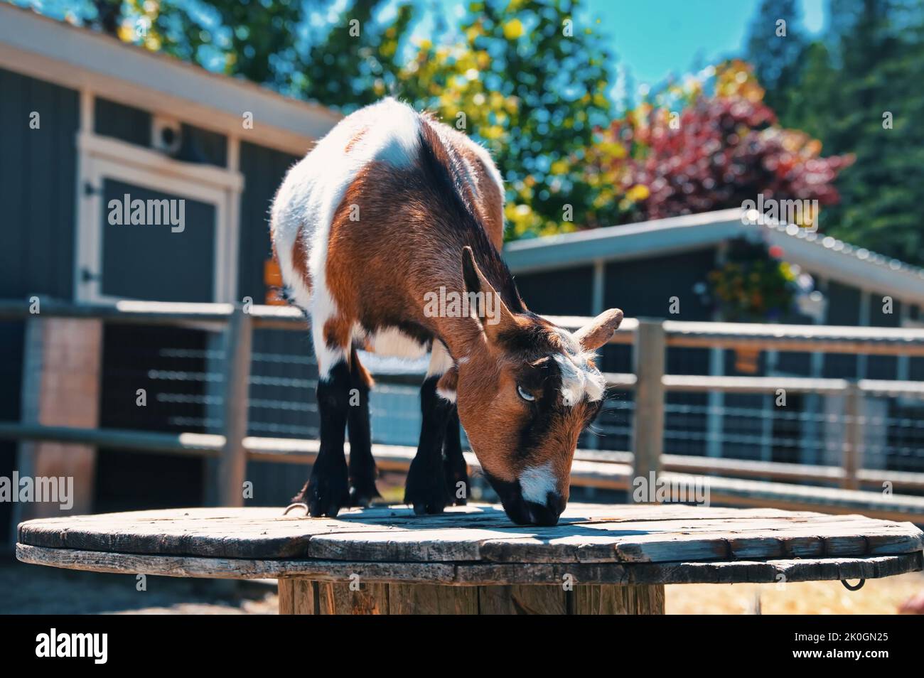 Goat in a Zoo standing on a barrel Stock Photo