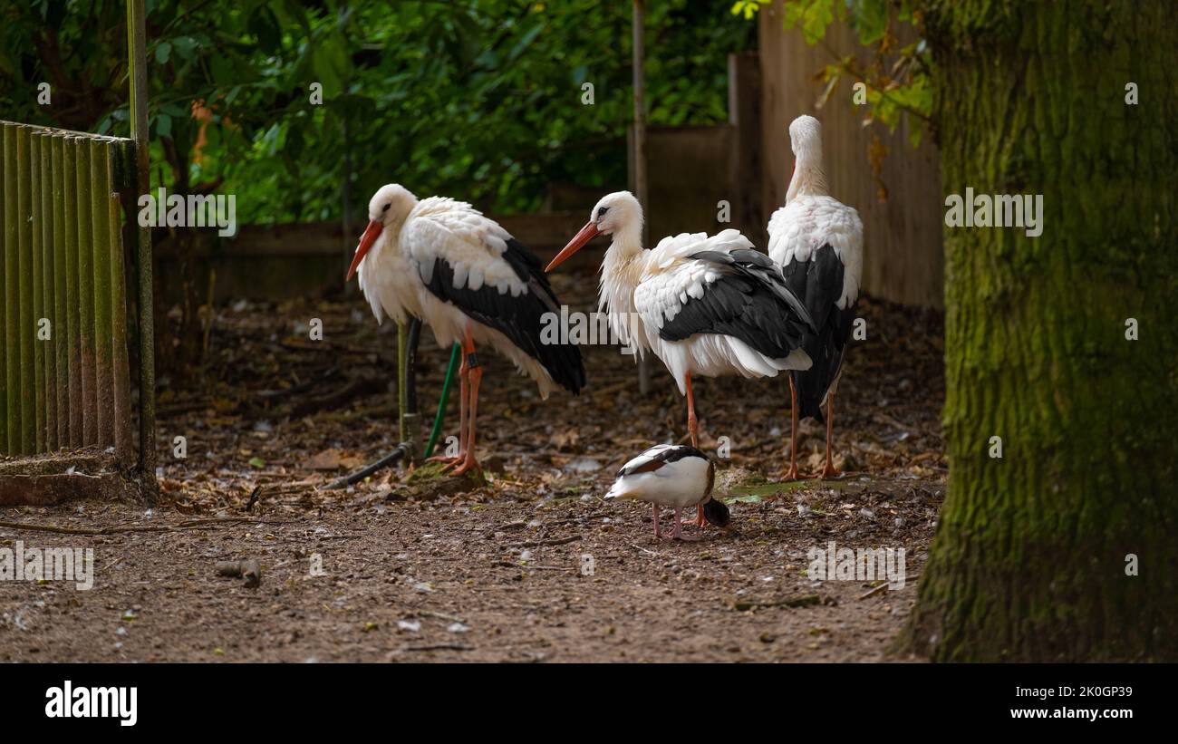 Black and white storks in the reserve Group of birds storks and black Black and white storks in the reserve Group of birds storks and black