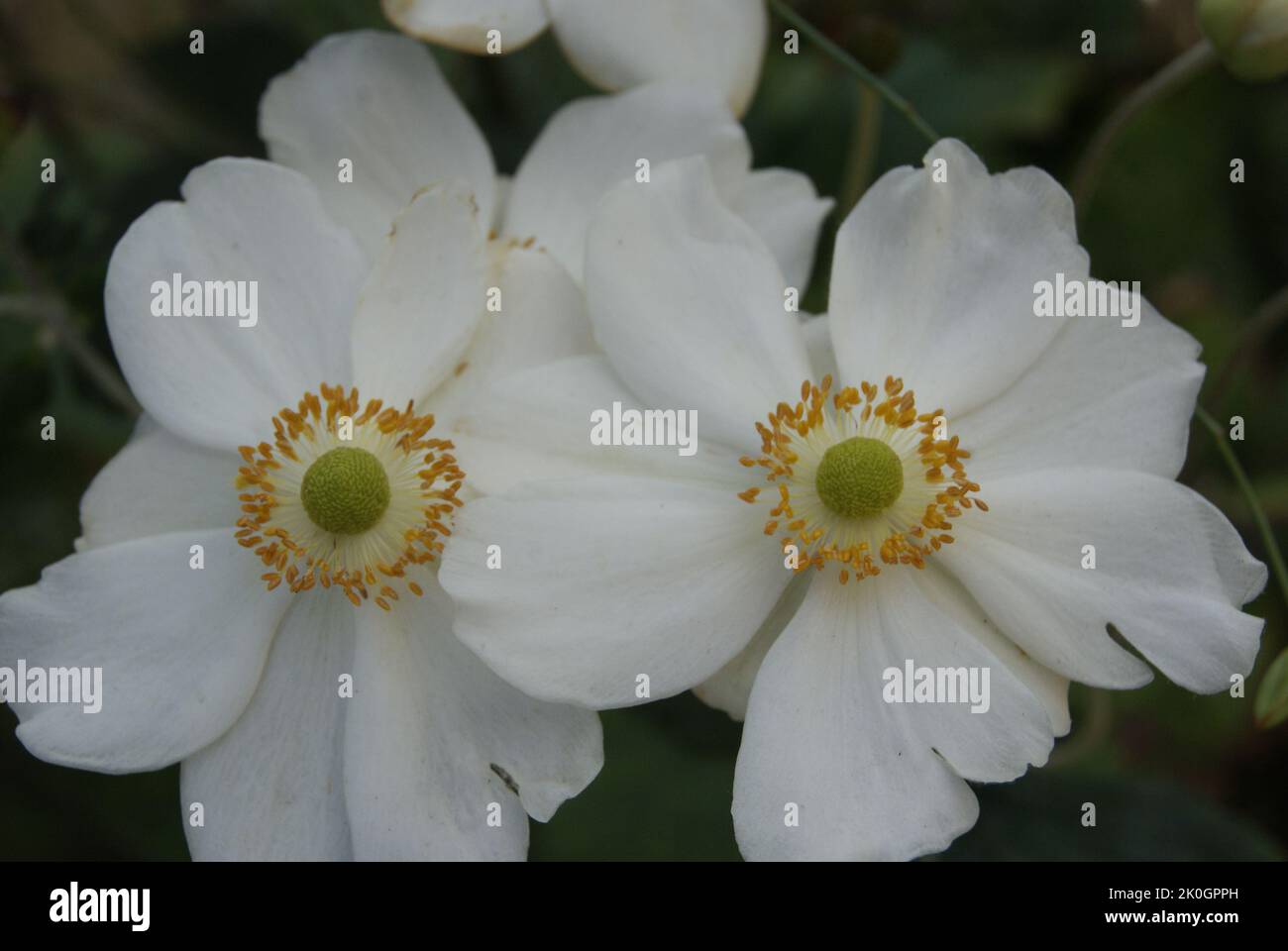 FLEUR DE FRANCE Stock Photo - Alamy