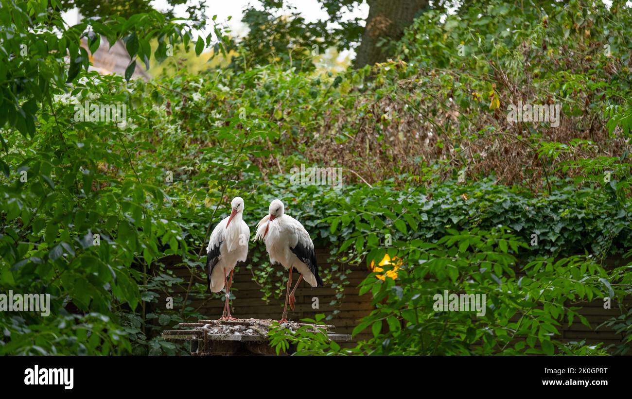 Storks. Black and white storks in the park Stock Photo - Alamy