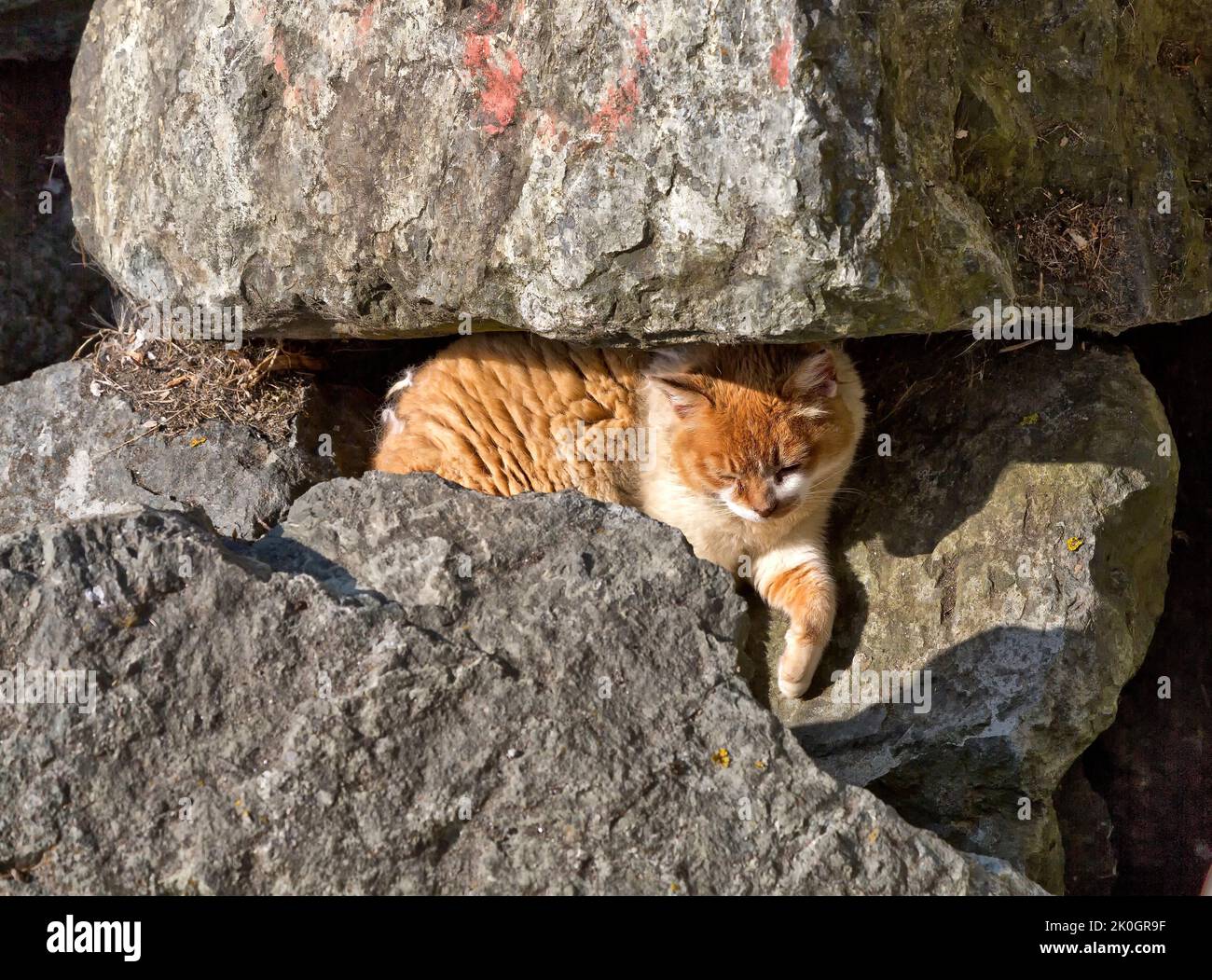 Abandoned,  homeless, neglected house cat  'Felis catus'  resting along reinforcement rocks at harbor, California West Coast. Stock Photo