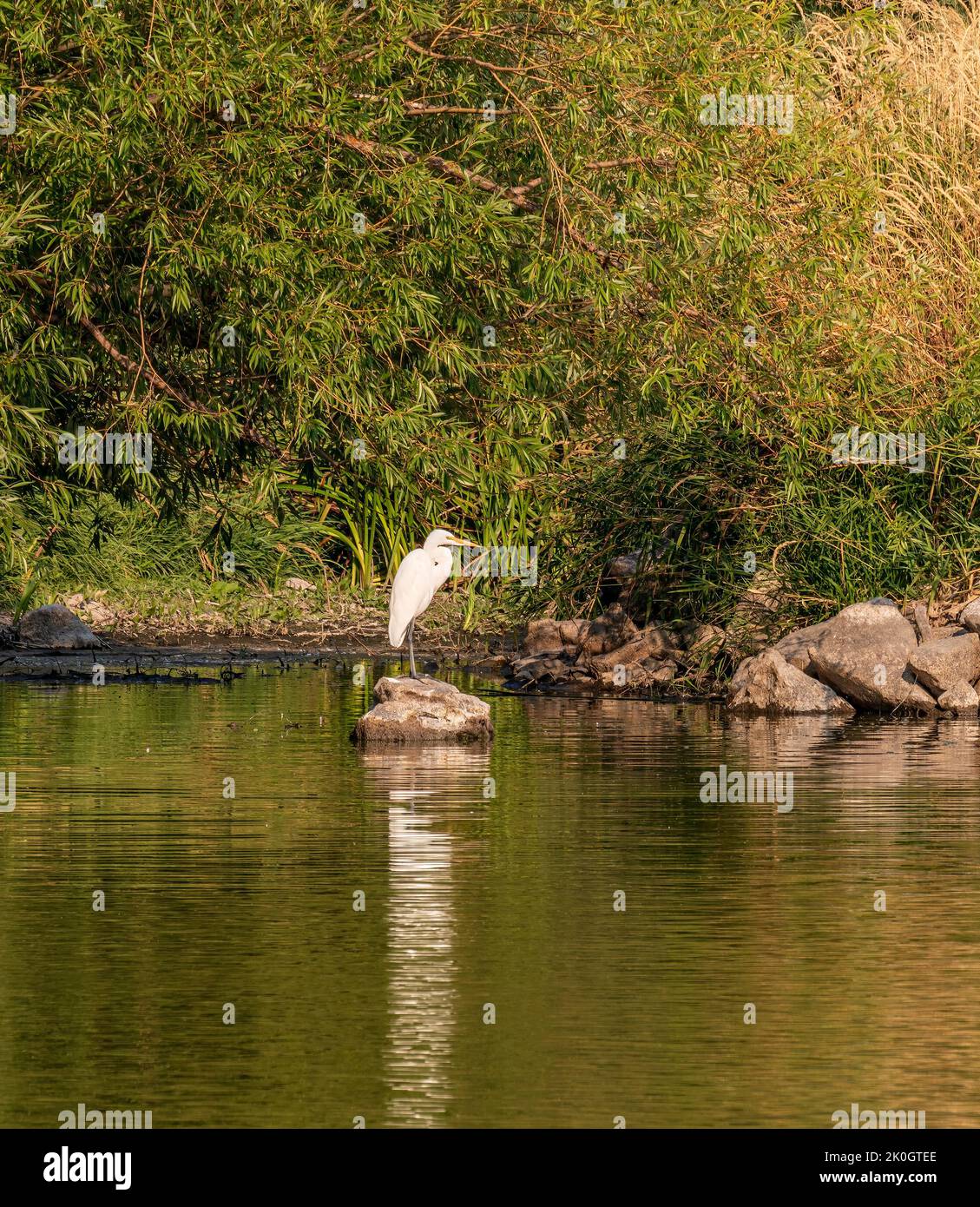 White egret waiting patiently for a meal in a lake Klamath Falls Oregon. Stock Photo