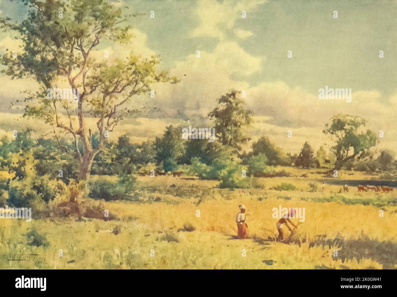 Scrub jungle burma hires stock photography and images Alamy