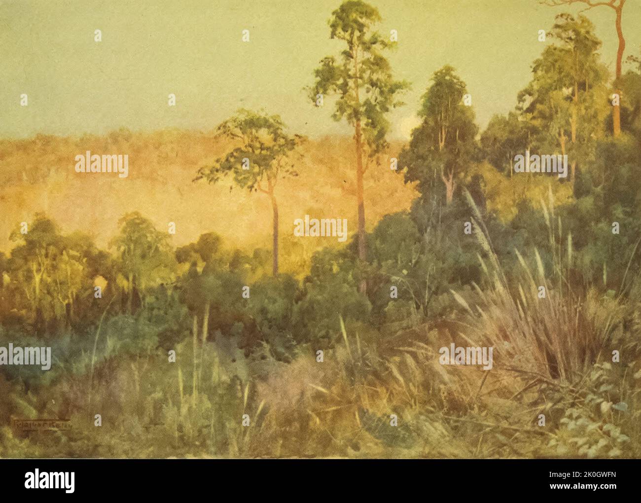 Jungle on the Lashio Line from the book ' Burma ' painted and described by Kelly, R. Talbot (Robert Talbot), 1861-1934 Publication date 1905 Publisher London : Adam and Charles Black Stock Photo