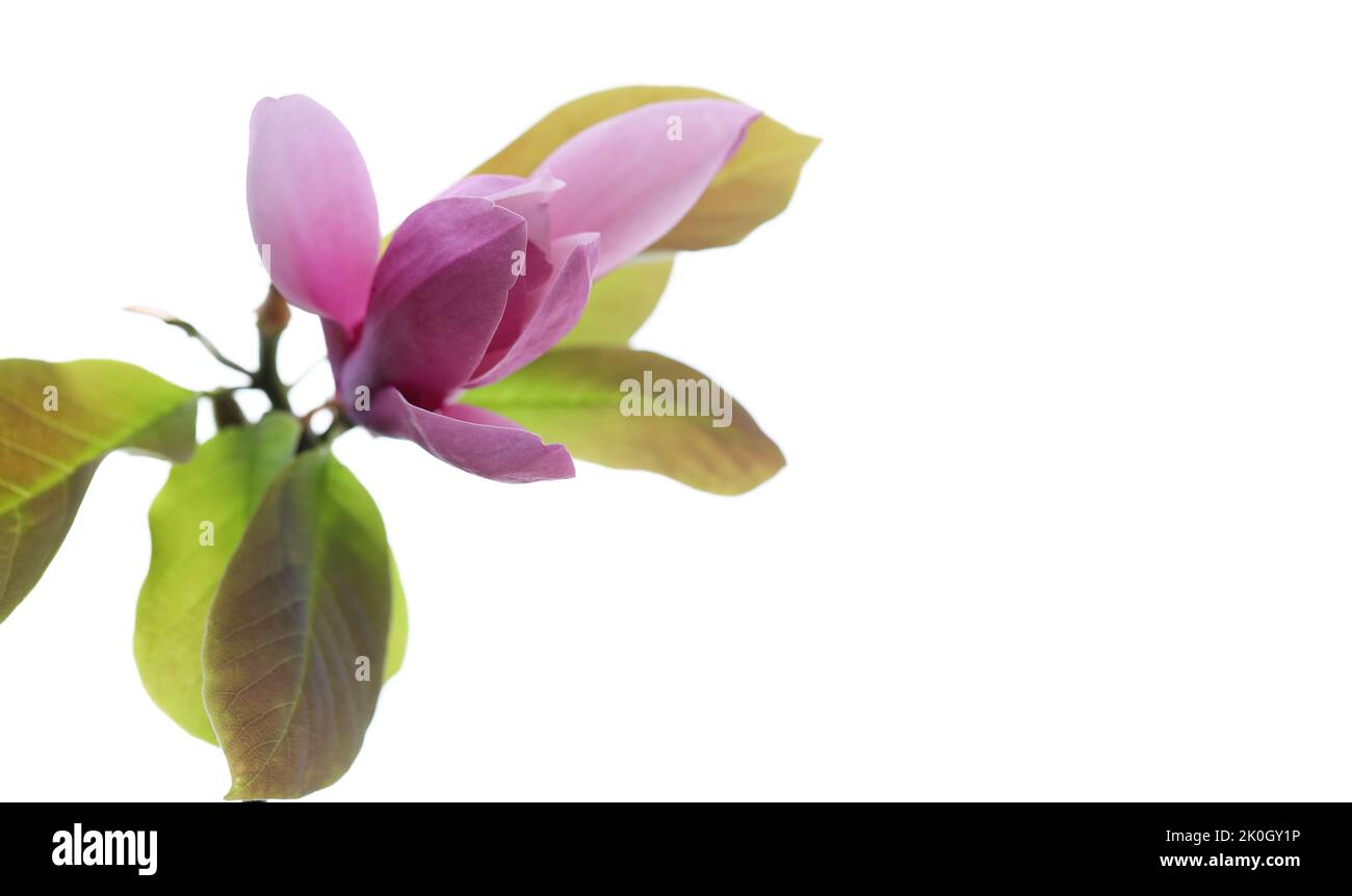 A perfectly beautiful elegant and graceful soft pink Magnolia flower about to open in spring. Photographed close up in detail and isolated against a b Stock Photo