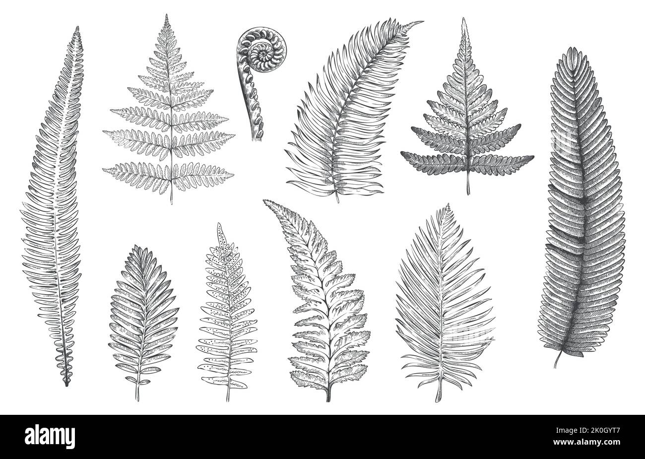 Hand drawn fern. Monochrome sketch of forest plants for greeting card and invitations decoration, rainforest fractal herbs and leaves. Vector tattoo Stock Vector