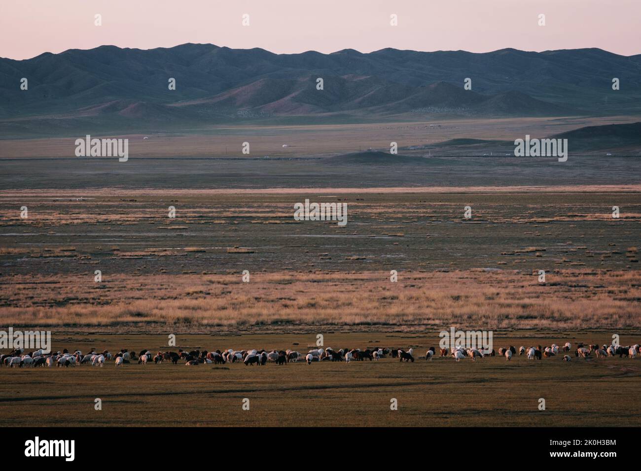 Steppes mongolia hi-res stock photography and images - Alamy