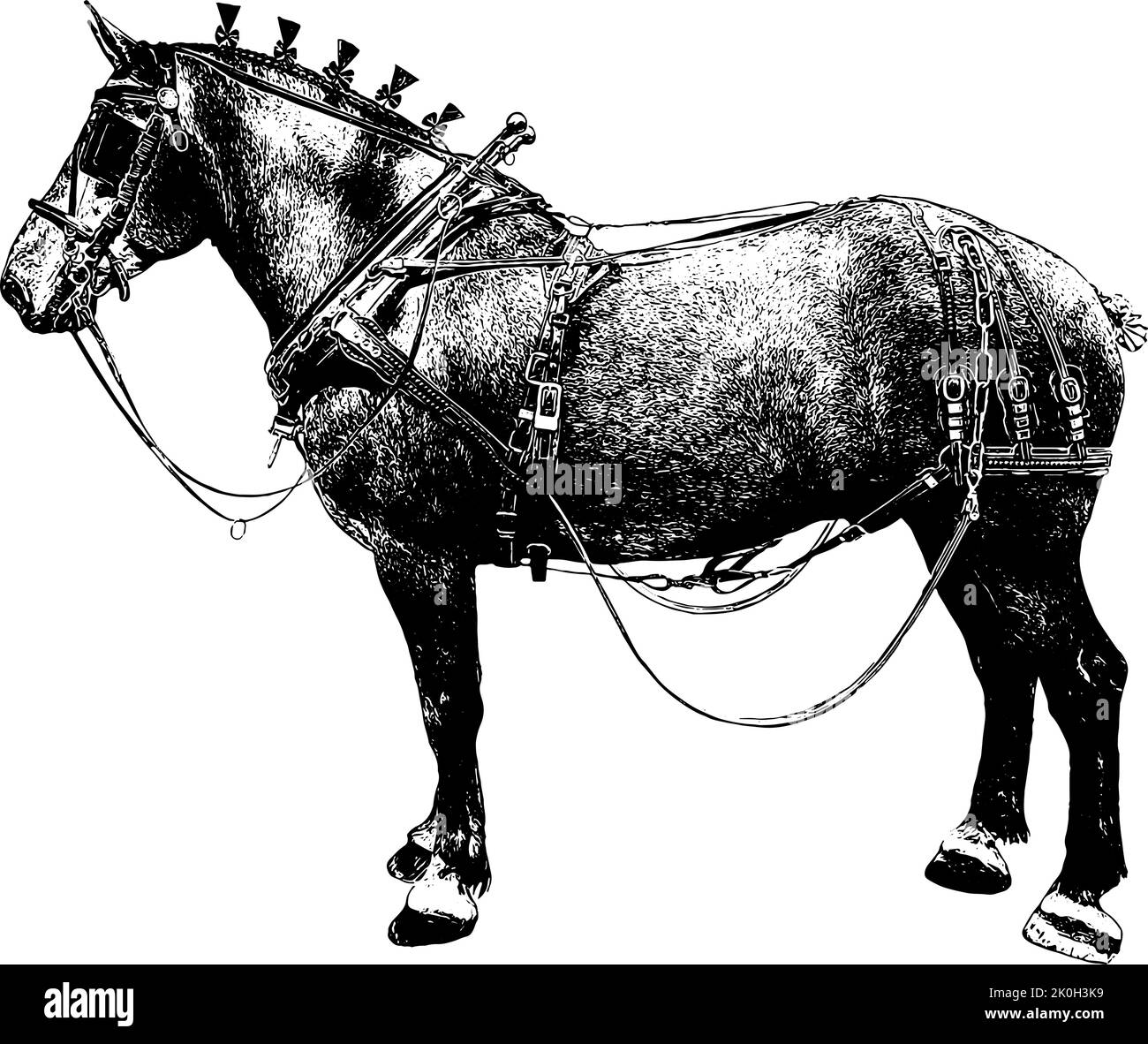 Percheron horse in driving tack in black on white background Stock Vector