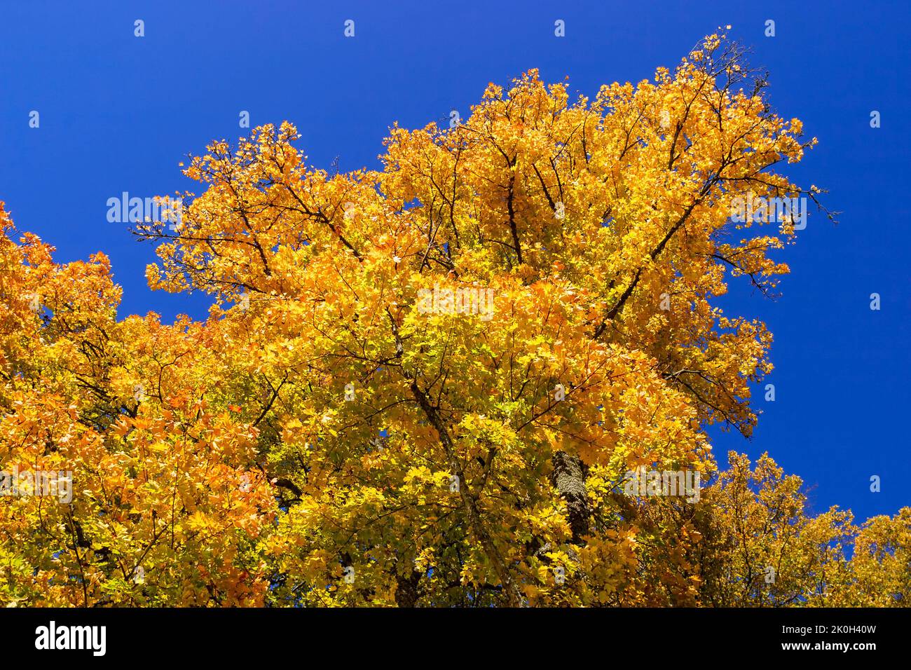 Autumn maple against blue sky hi-res stock photography and images - Alamy