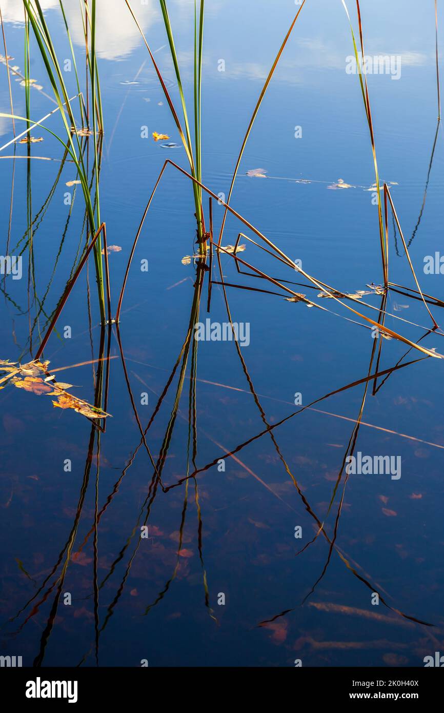 Reeds with reflections in the water Stock Photo
