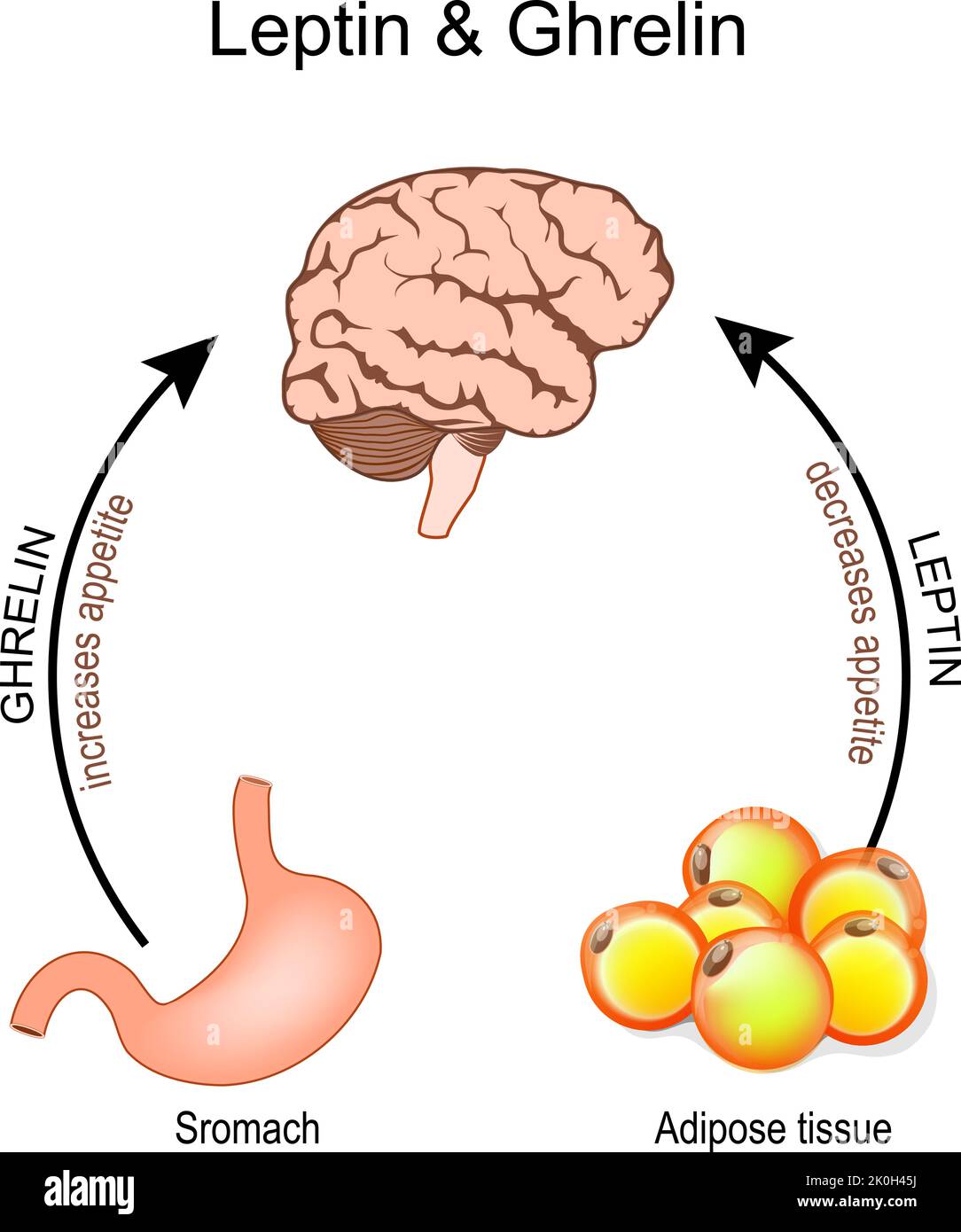Ghrelin and leptin. hormones that regulate appetite. Leptin the satiety hormone. Ghrelin the hunger hormone. Human's brain, stomach and adipose tissue Stock Vector