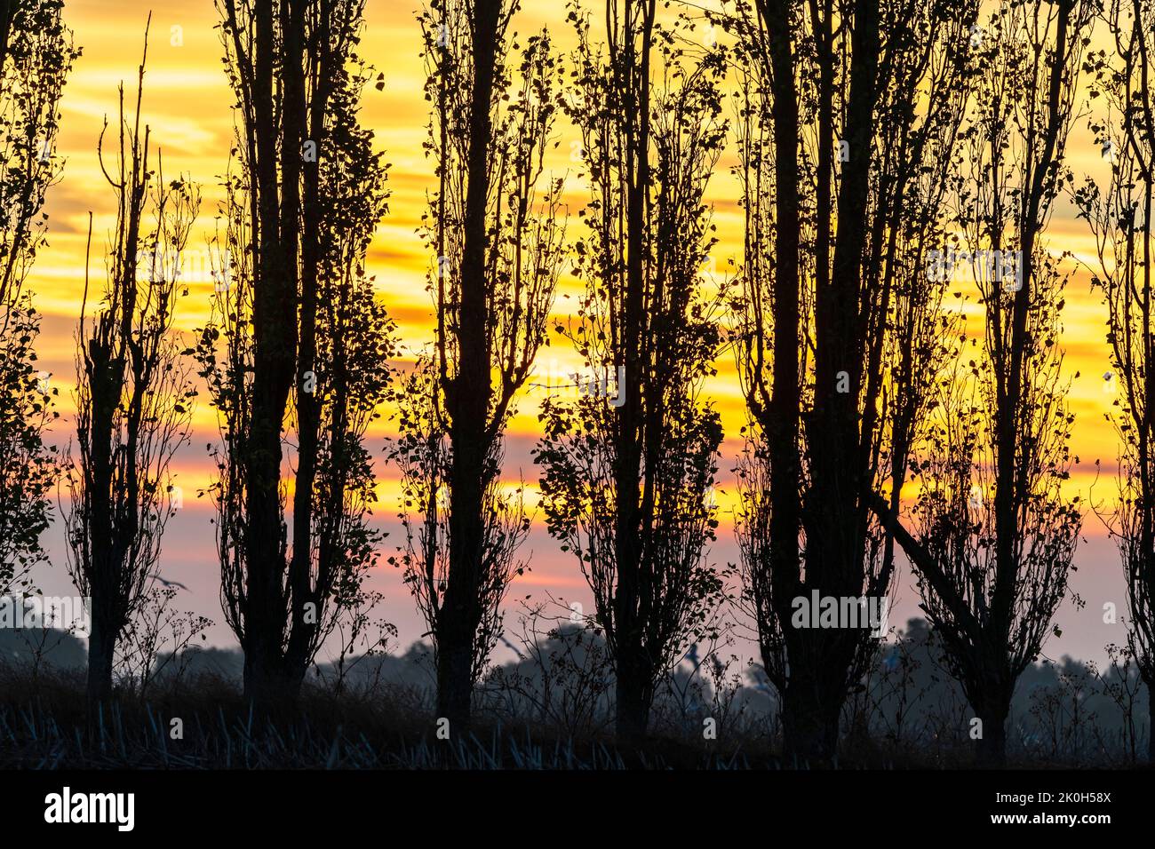 The dawn sky seen through a row of silhouetted poplar trees in the autumn. Defocused sky behind the trees with streakers of mauve and yellow-orange colour layers. Stock Photo