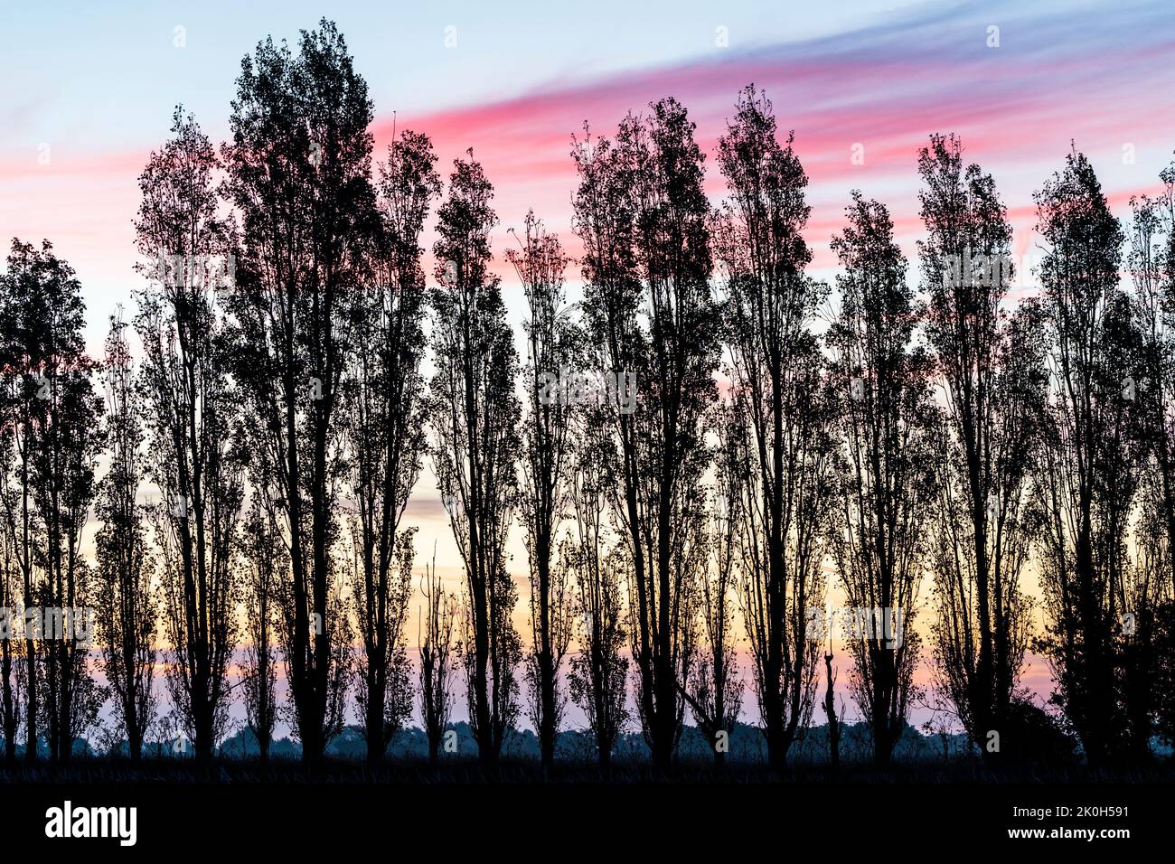 The dawn sky with on the horizon a row of silhouetted poplar trees in the autumn. Sky behind the trees is yellow and orange, turning blue above the trees with pink purple clouds Stock Photo