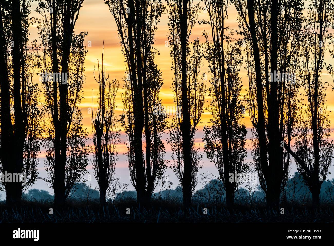 The dawn sky seen through a row of poplar trees in the autumn. Defocused sky behind the trees with streakers of mauve and yellow-orange colour layers. Stock Photo