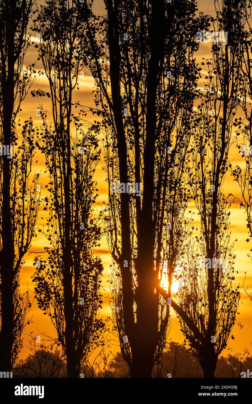 Herne Bay, Kent. 12/09/22. The sunrise seen through diffused clouds behind a row of poplar trees on a farm at Broomfield, at Herne Bay on the Kent coast. Credit-Malcolm Fairman, Alamy Live News. Stock Photo