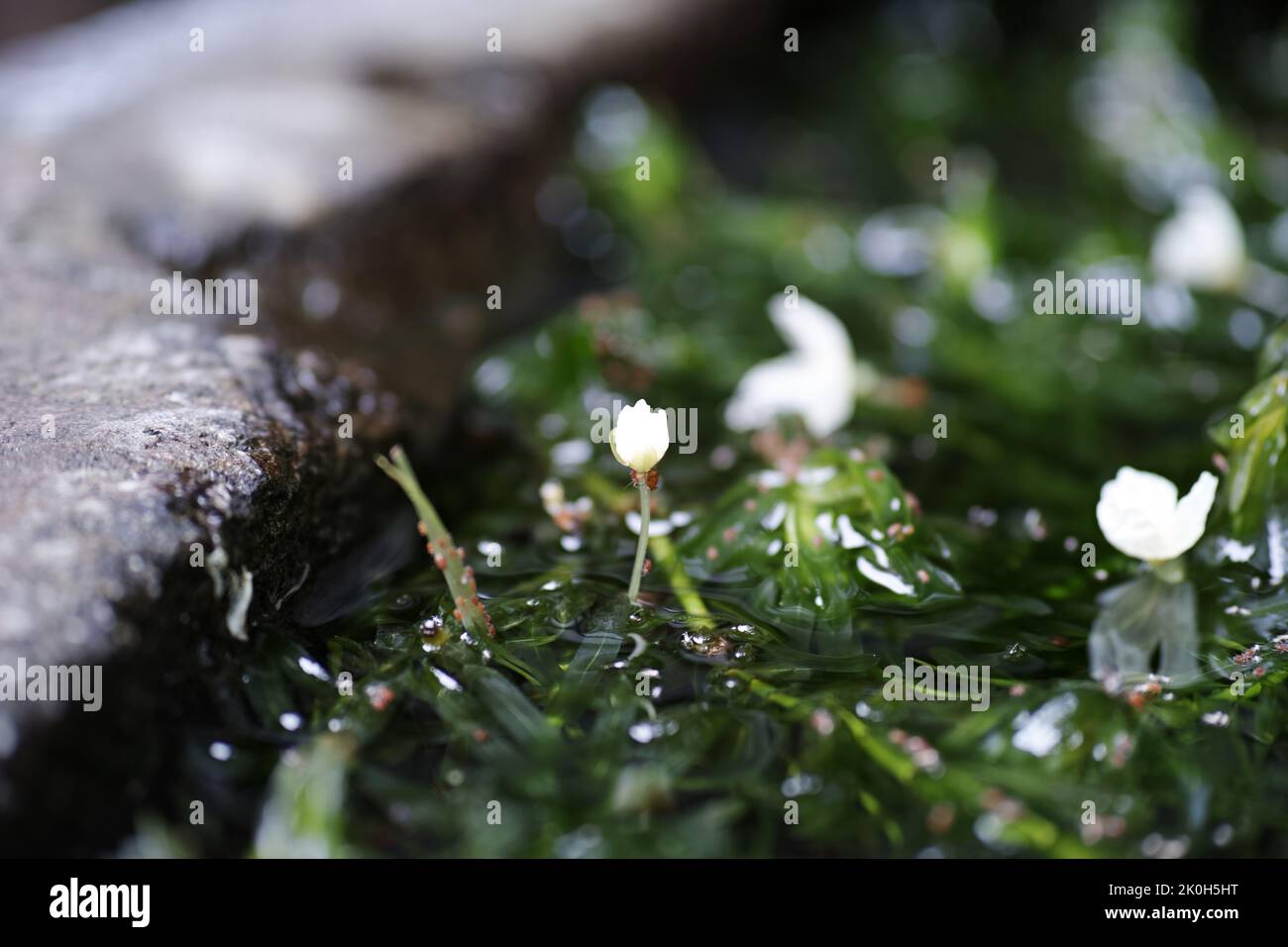 A selective focus detailed closeup of ottelia aquatic plant Stock Photo