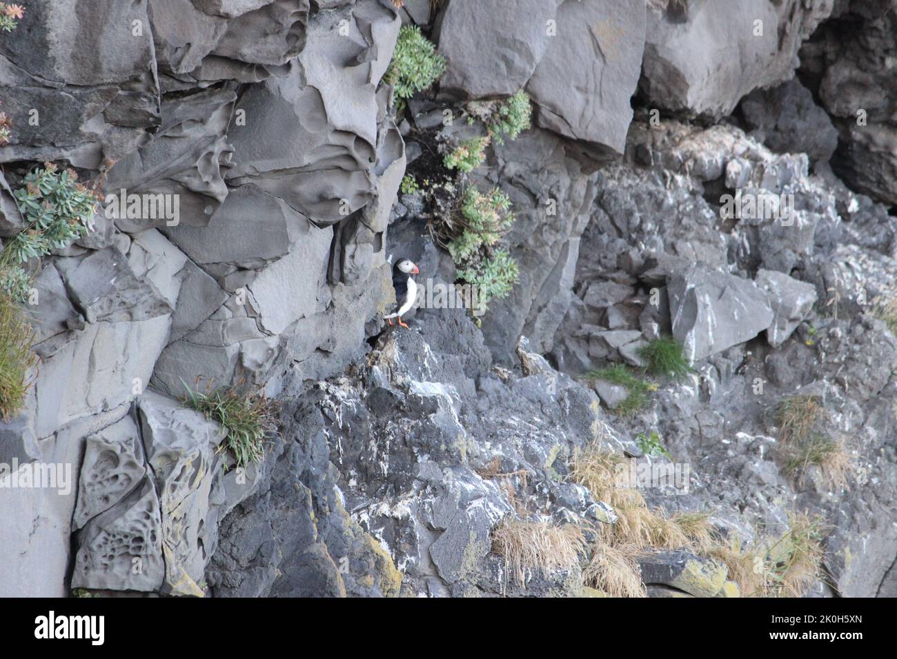A closeup shot of a dead end bird settled on rocks during daytime in ...