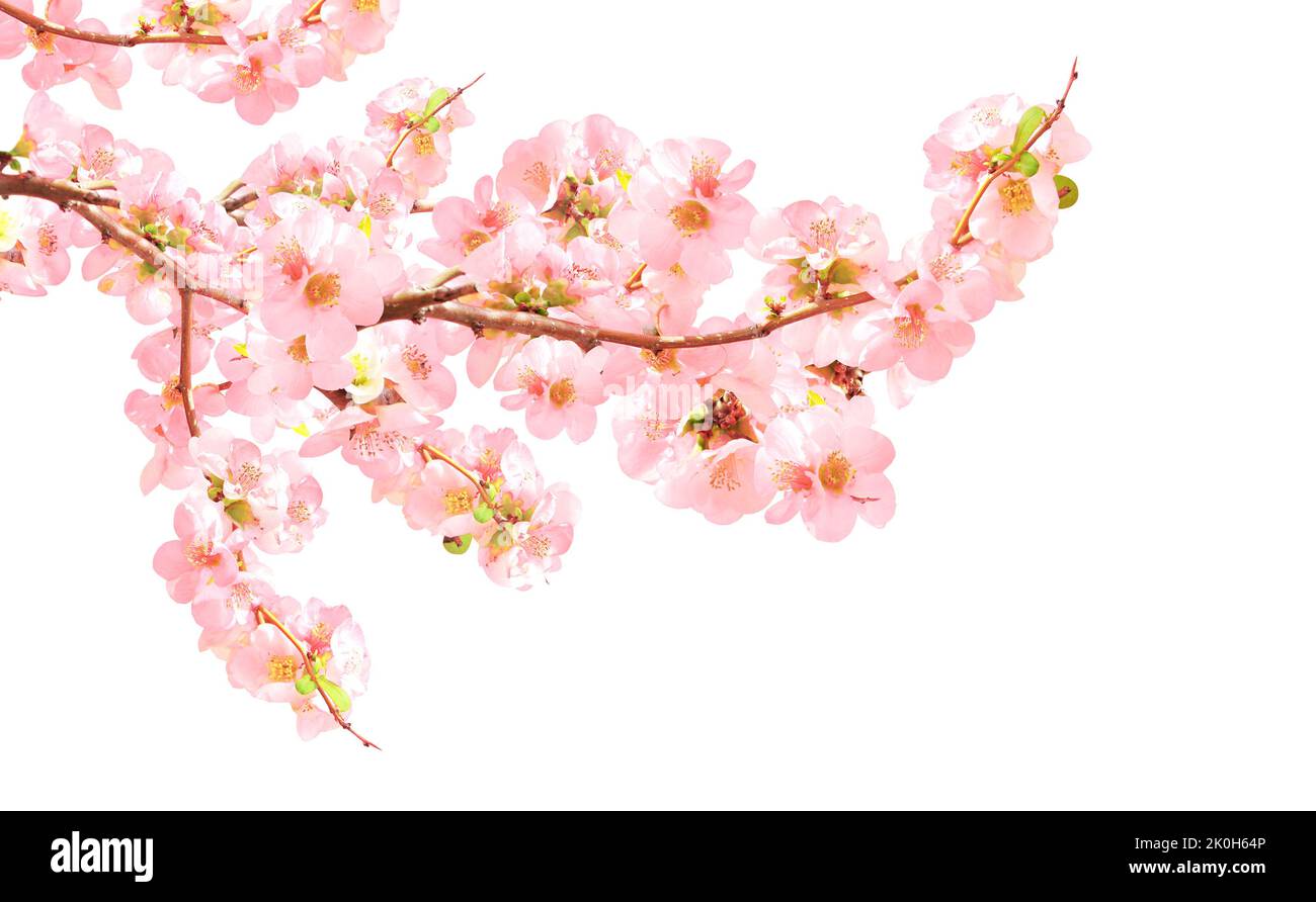 Branch of the blossoming Japanese Quince (Chaenomeles japonica) with pink flowers. Isolated on white background Stock Photo