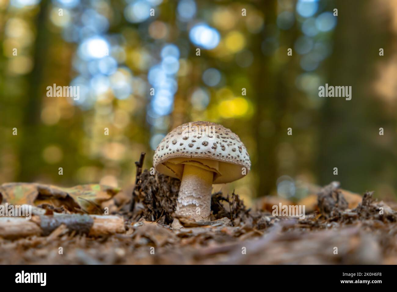 A blusher mushroom (Amanita rubescens) in a coniferous forest Stock Photo