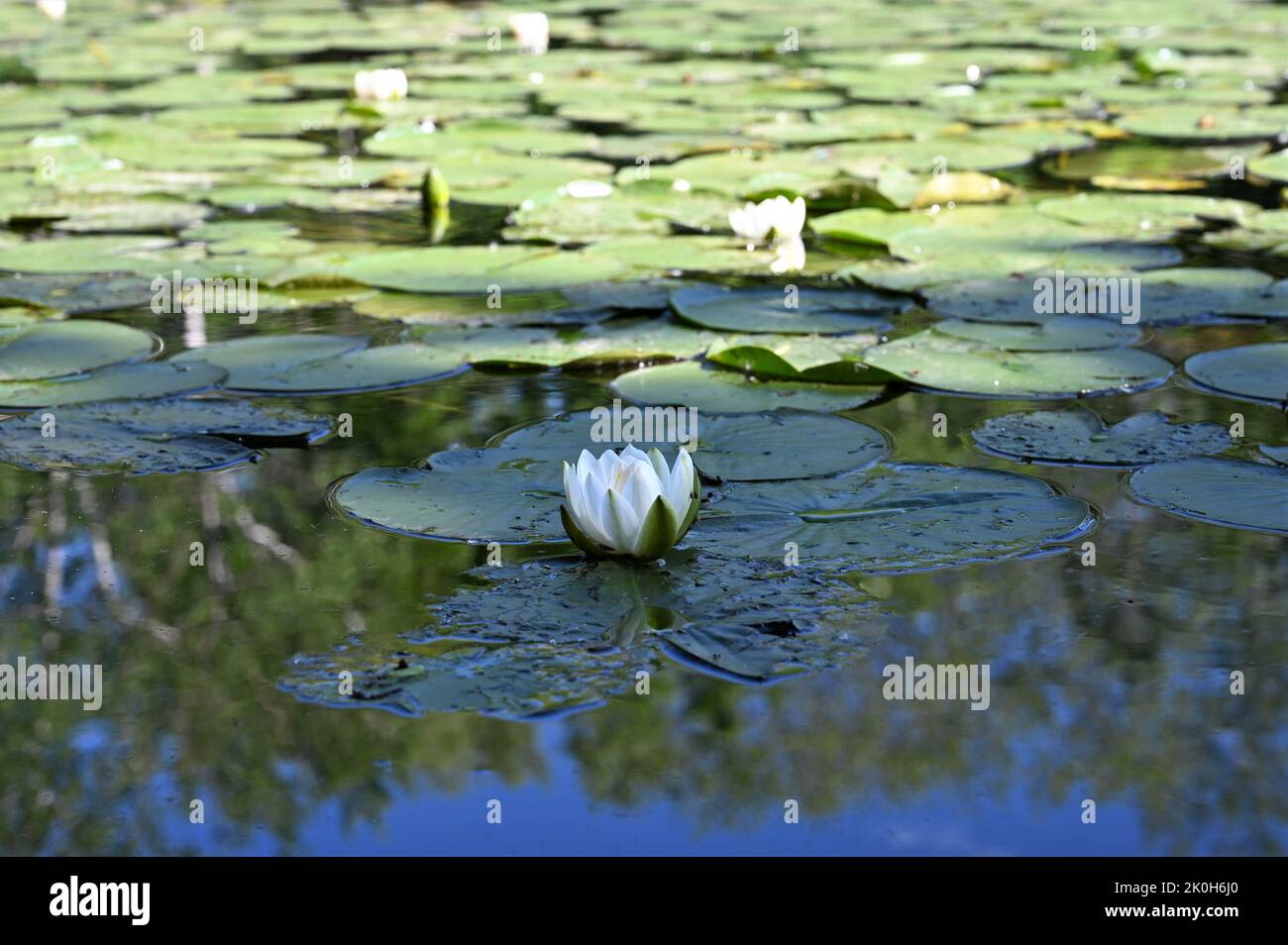 Beauty of lilies in nature hi-res stock photography and images - Alamy