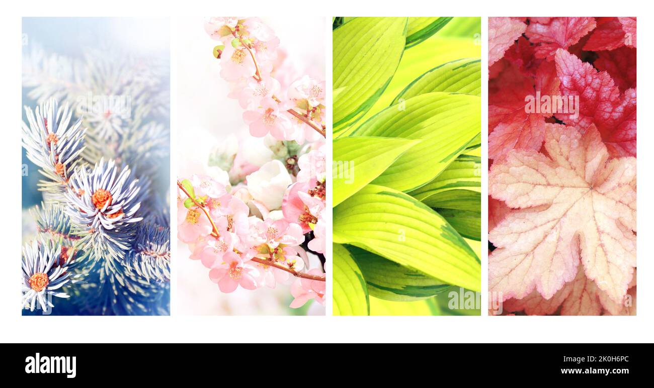 Four seasons of year. Set of vertical nature banners with winter, spring, summer and autumn scenes. Nature collage with seasonal scenics. Copy space f Stock Photo