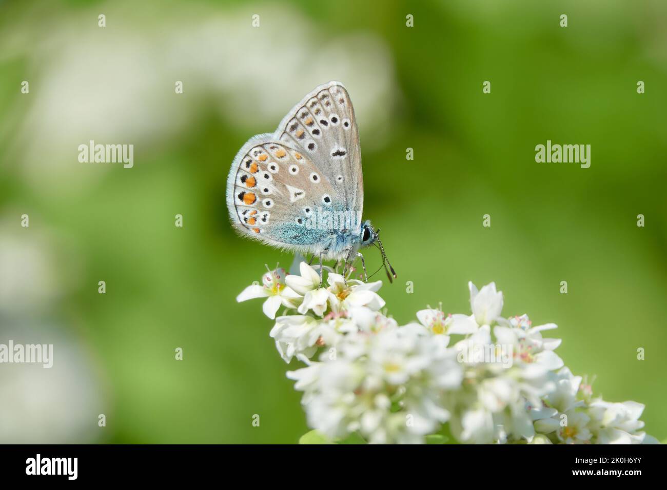 Butterfly (Polyommatus icarus | Common blue) on a white flower. Stock Photo